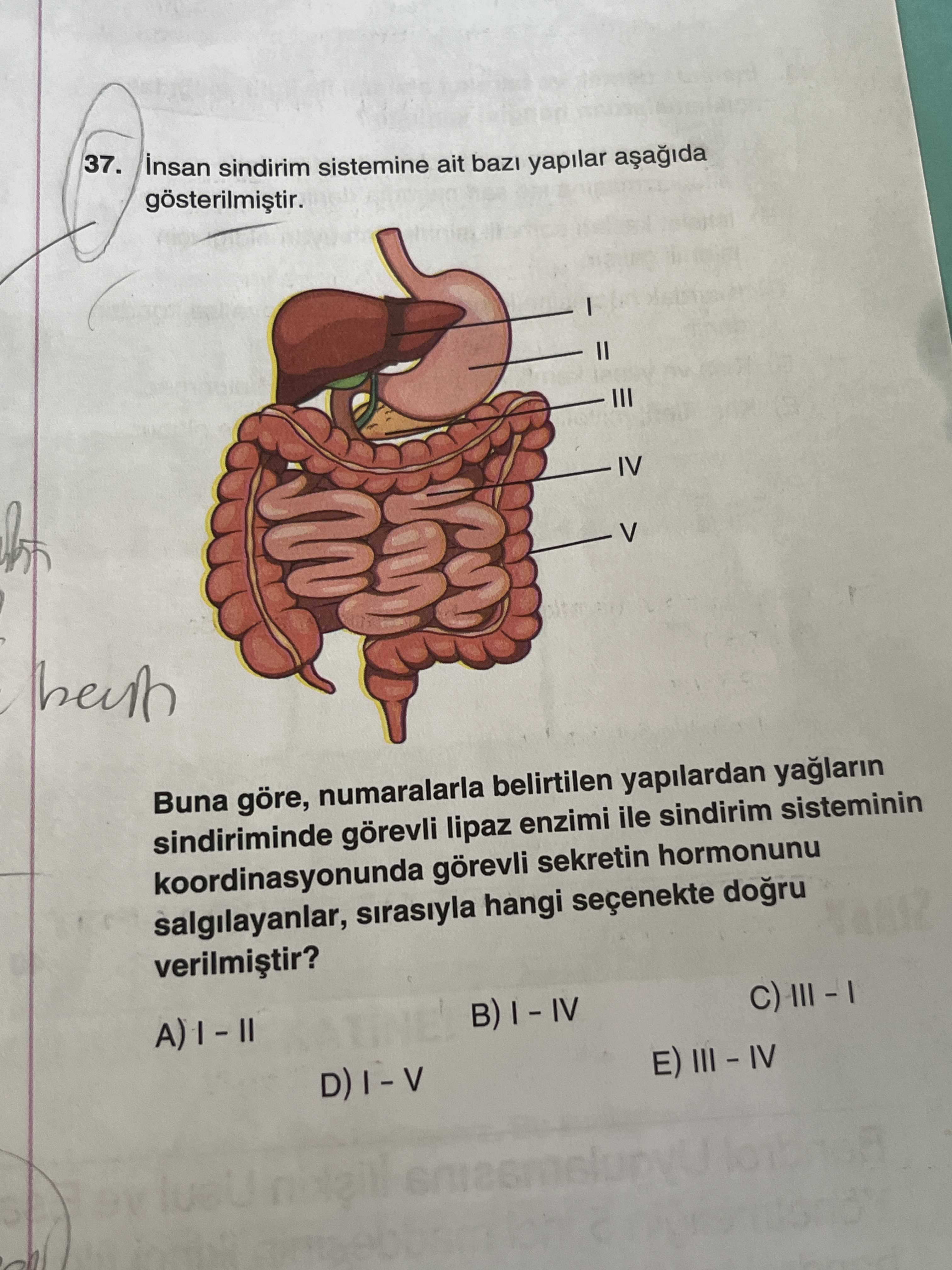 İnsan sindirim sistemine ait bazı yapılar aşağıda gösterilmiştir. Buna göre, numaralarla belirtilen