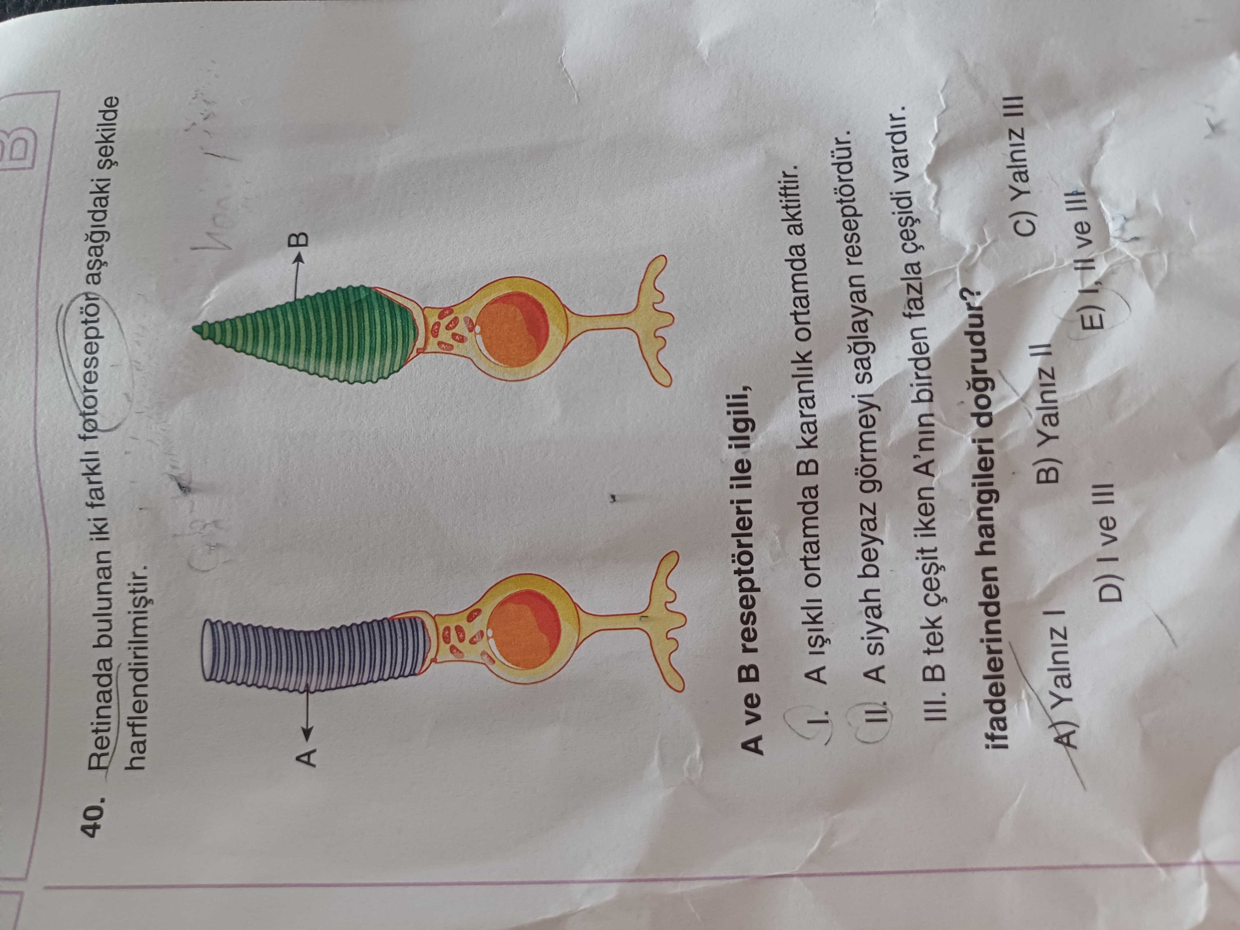 Retinada bulunan iki farklı fotoreseptör aşağıdaki şekilde harflendirilmiştir. A ve B reseptörleri