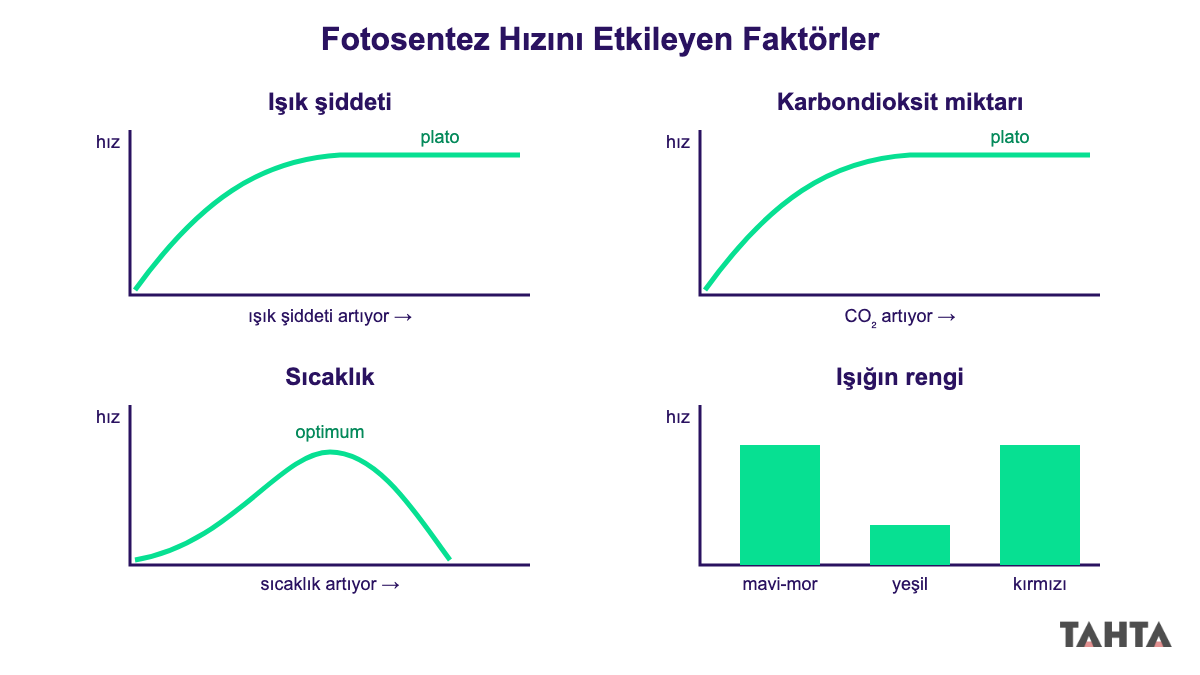 Işık şiddeti, karbondioksit, sıcaklık ve ışık renginin fotosentez hızına etkisini gösteren dört grafik