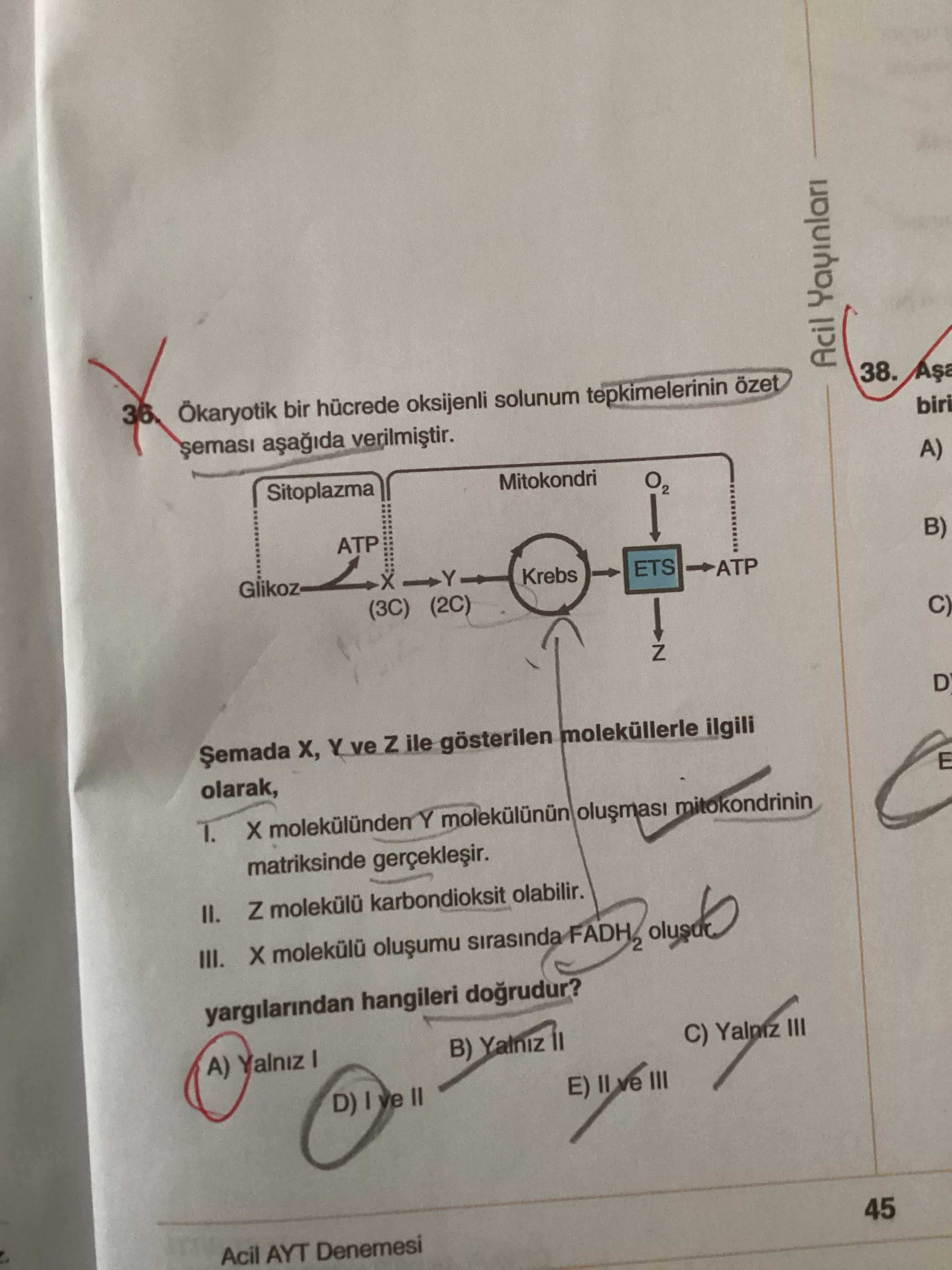 Ökaryotik bir hücrede oksijenli solunum tepkimelerinin özet şeması aşağıda verilmiştir. Şemada X, Y