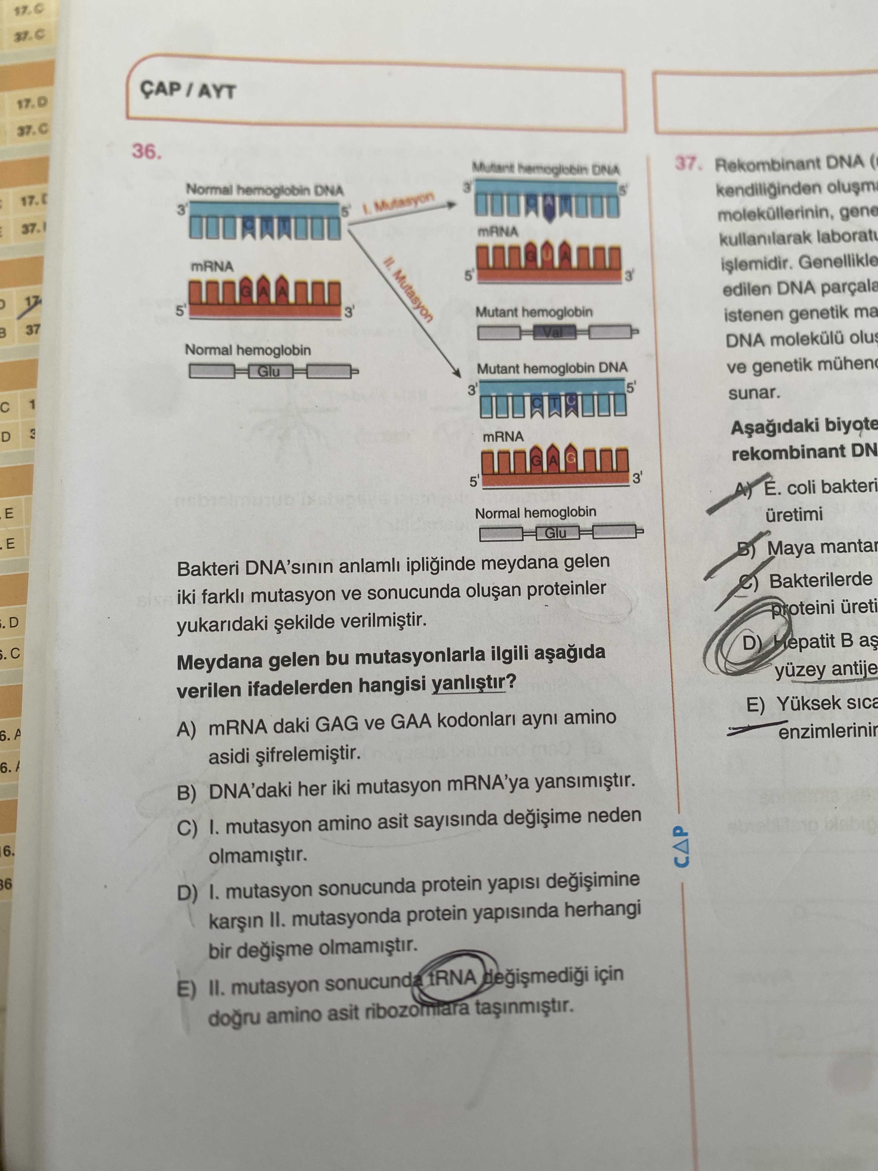 Bakteri DNA'sının anlamlı ipliğinde meydana gelen iki farklı mutasyon ve sonucunda oluşan proteinler