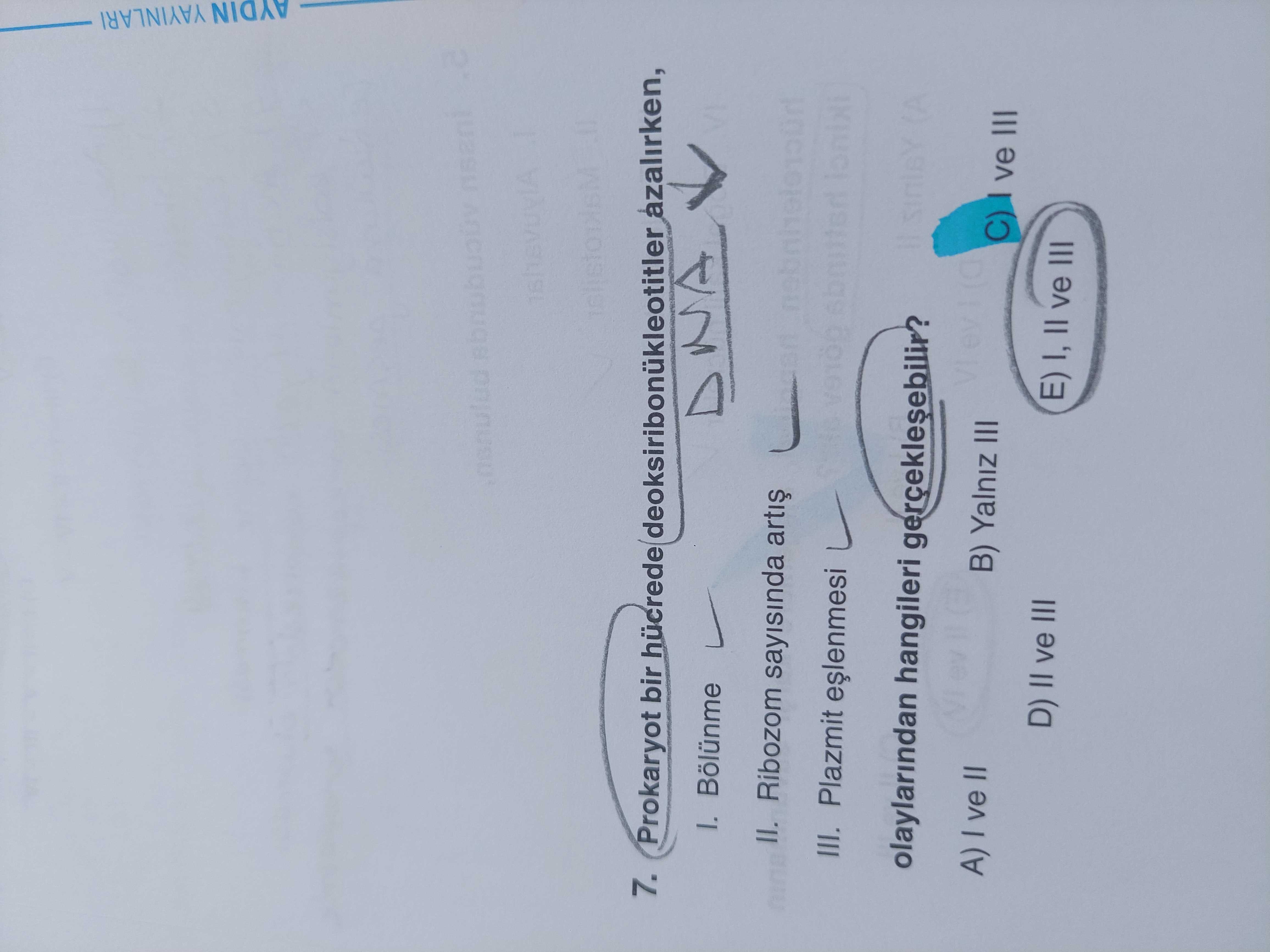 Prokaryot bir hücrede deoksiribonükleotitler azalırken, I. Bölünme II. Ribozom sayısında artış III