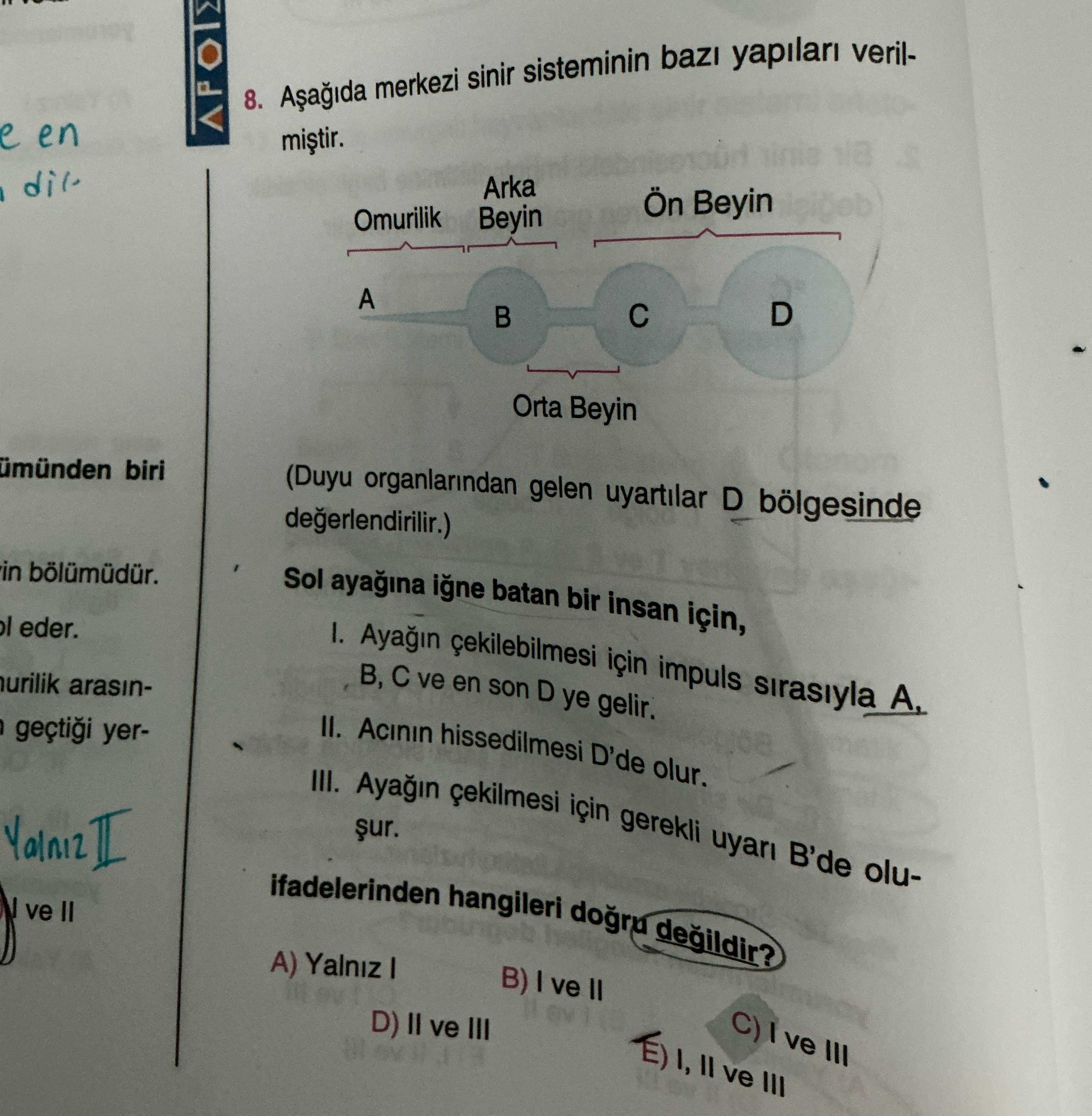 Aşağıda merkezi sinir sisteminin bazı yapıları verilmiştir. (Duyu organlarından gelen uyarılar D