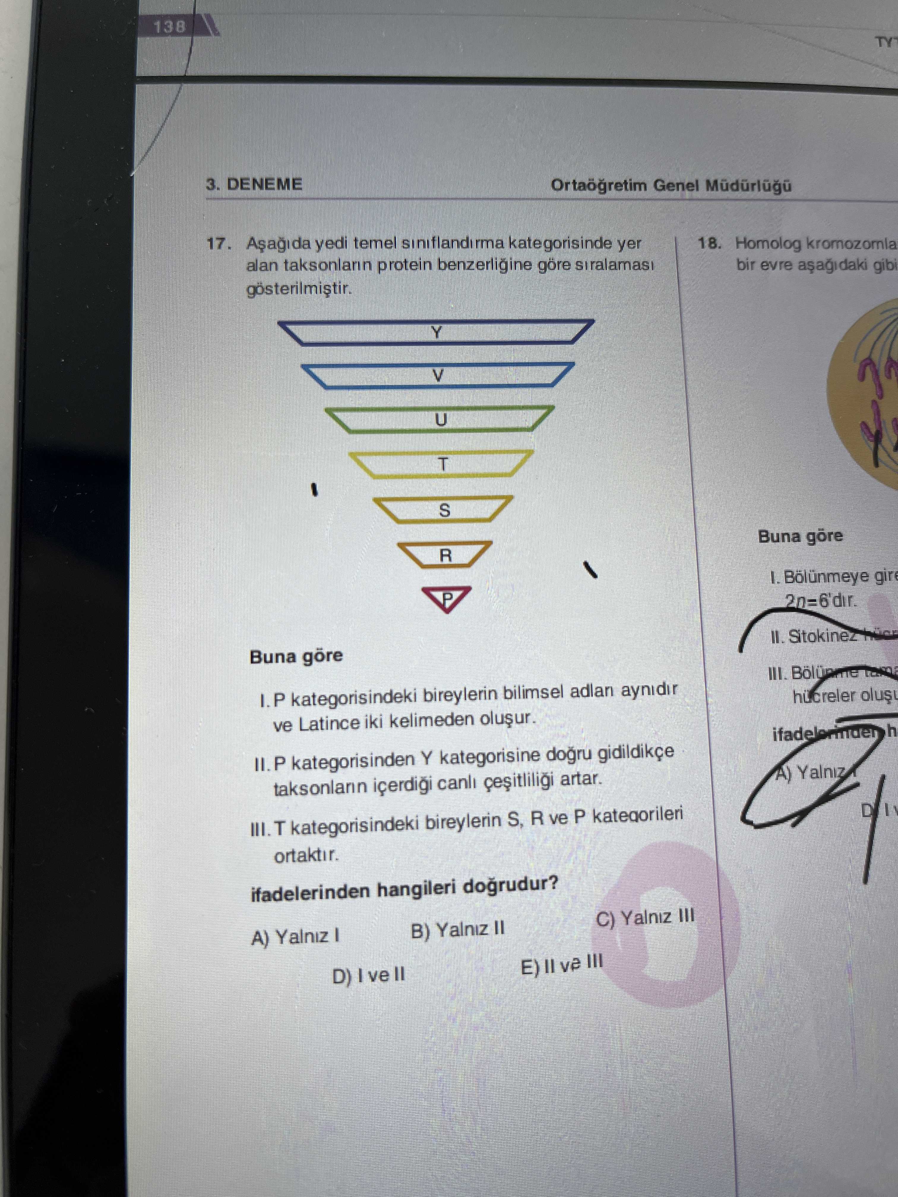 Aşağıda yedi temel sınıflandırma kategorisinde yer alan taksonların protein benzerliğine göre