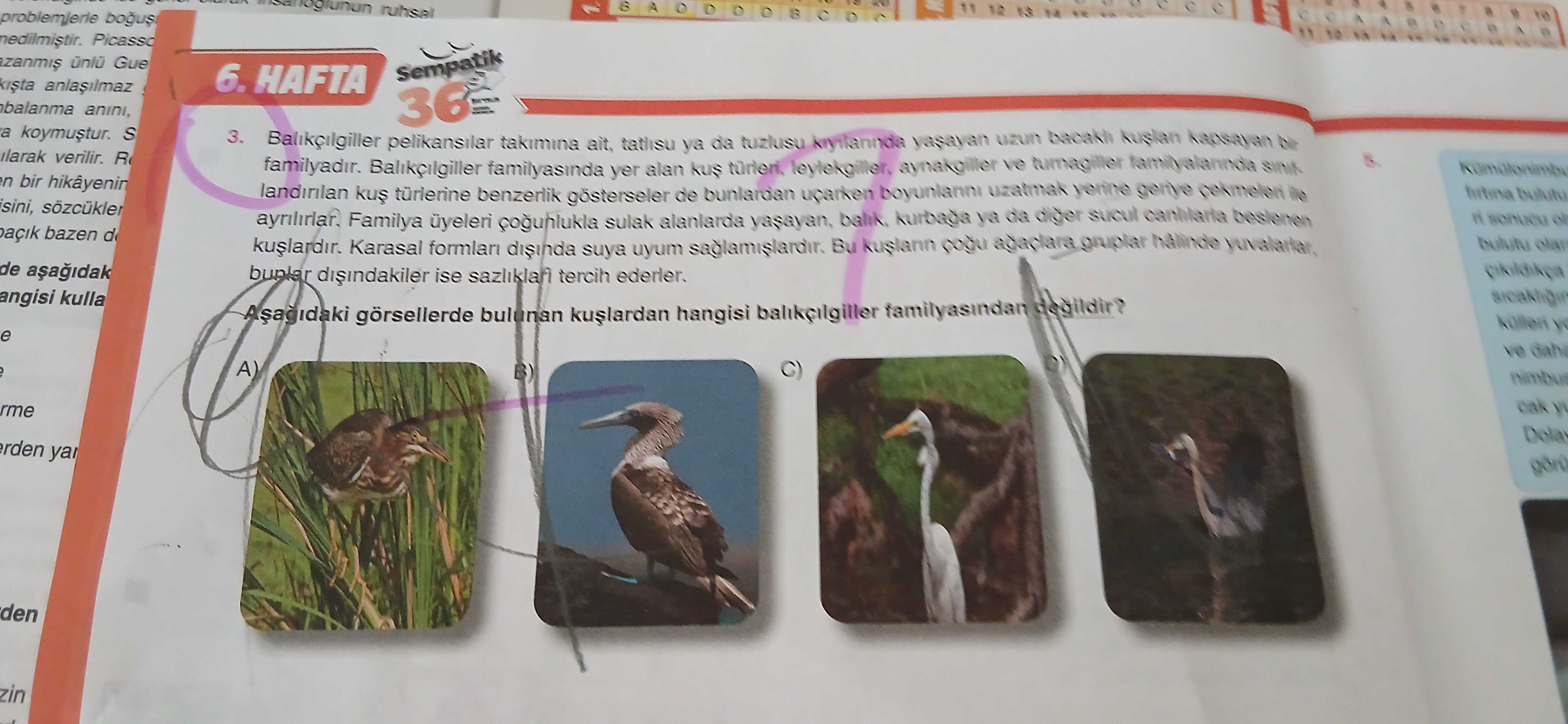 Balıkçılgiller pelikansılar takımına ait, tatlısu ya da tuzlusu kıyılarında yaşayan uzun bacaklı
