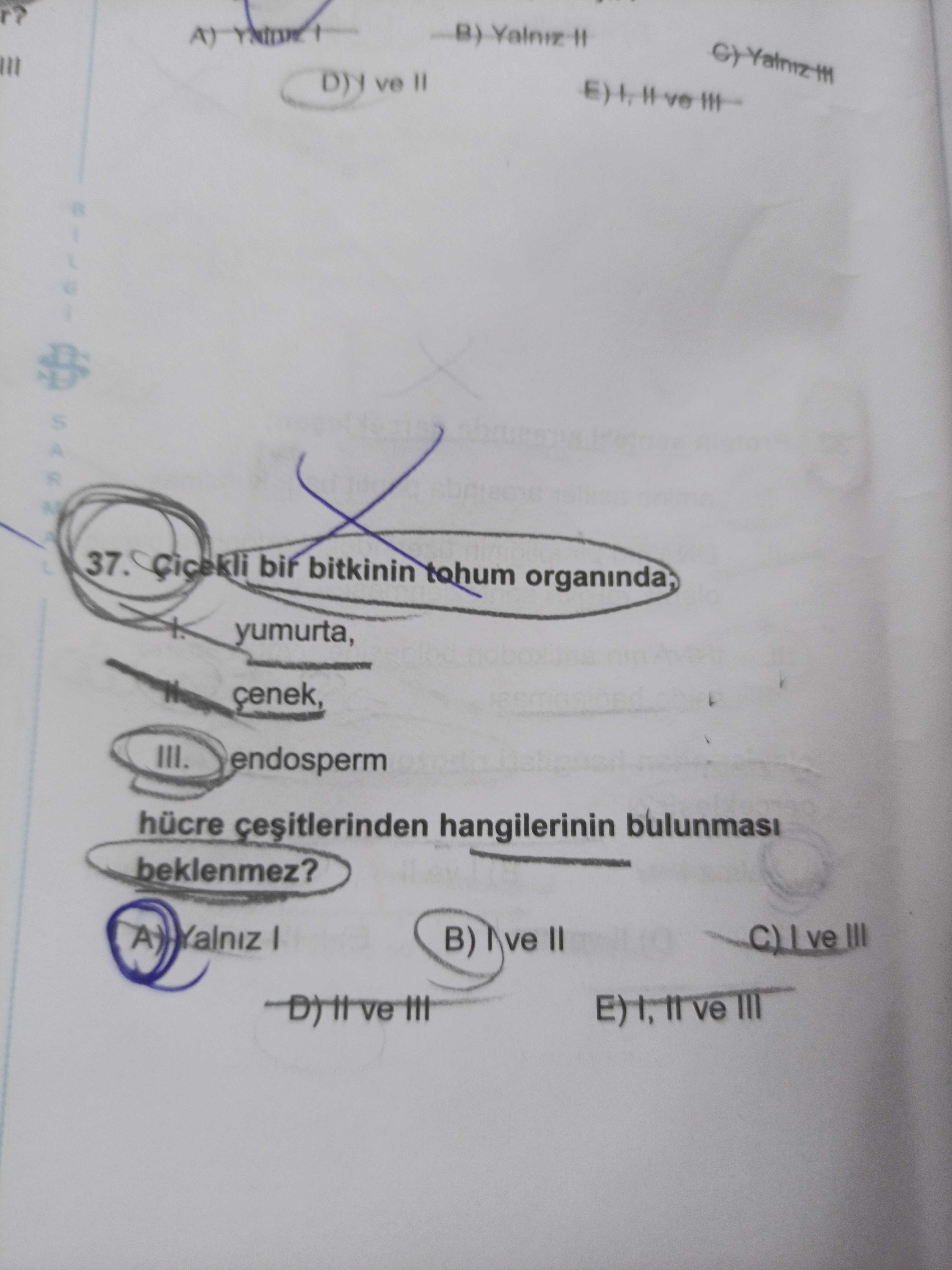 Çiçekli bir bitkinin tohum organında, I. yumurta, II. çenek, III. endosperm hücre çeşitlerinden