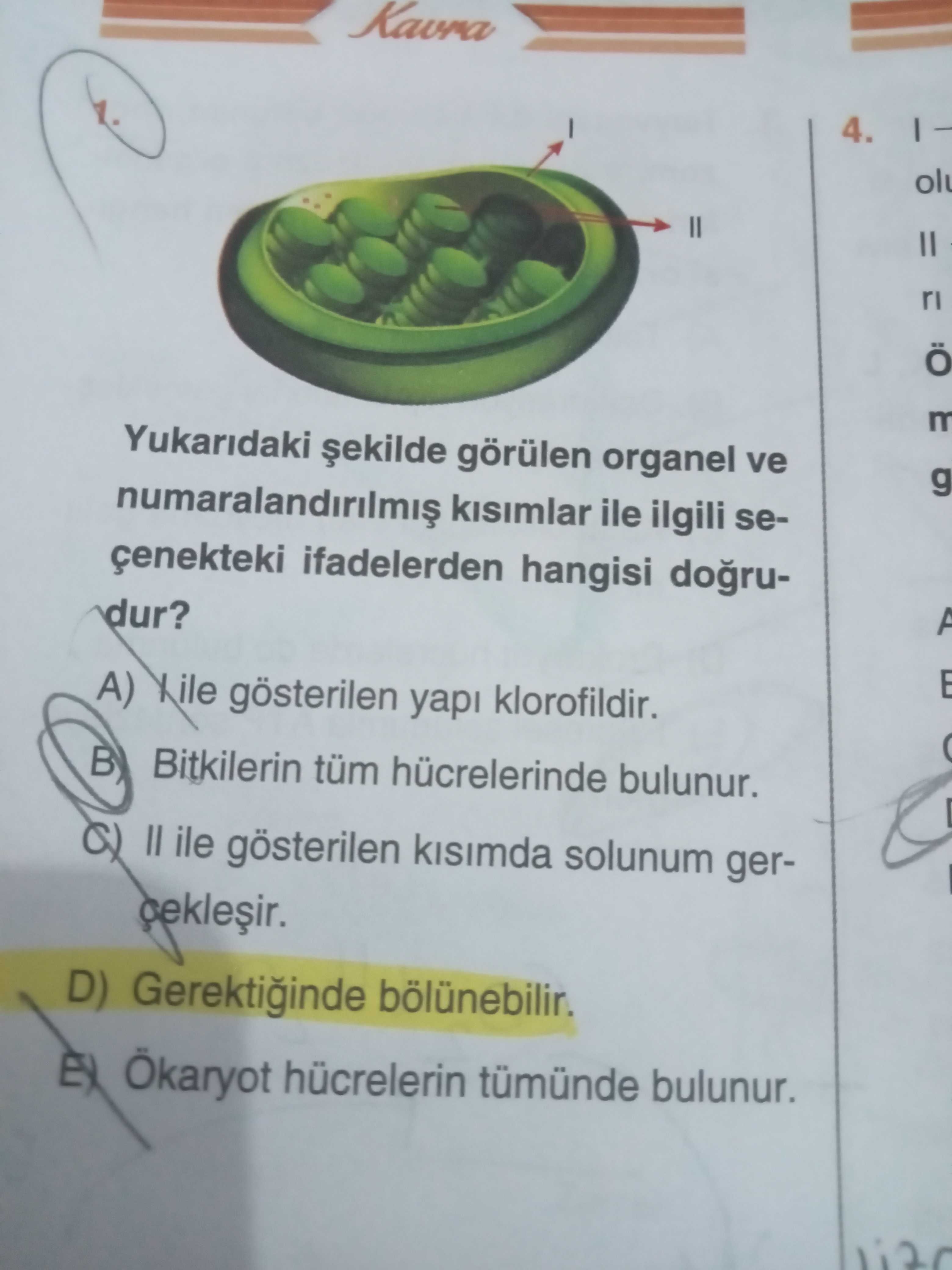Biyoloji (12. Sınıf)