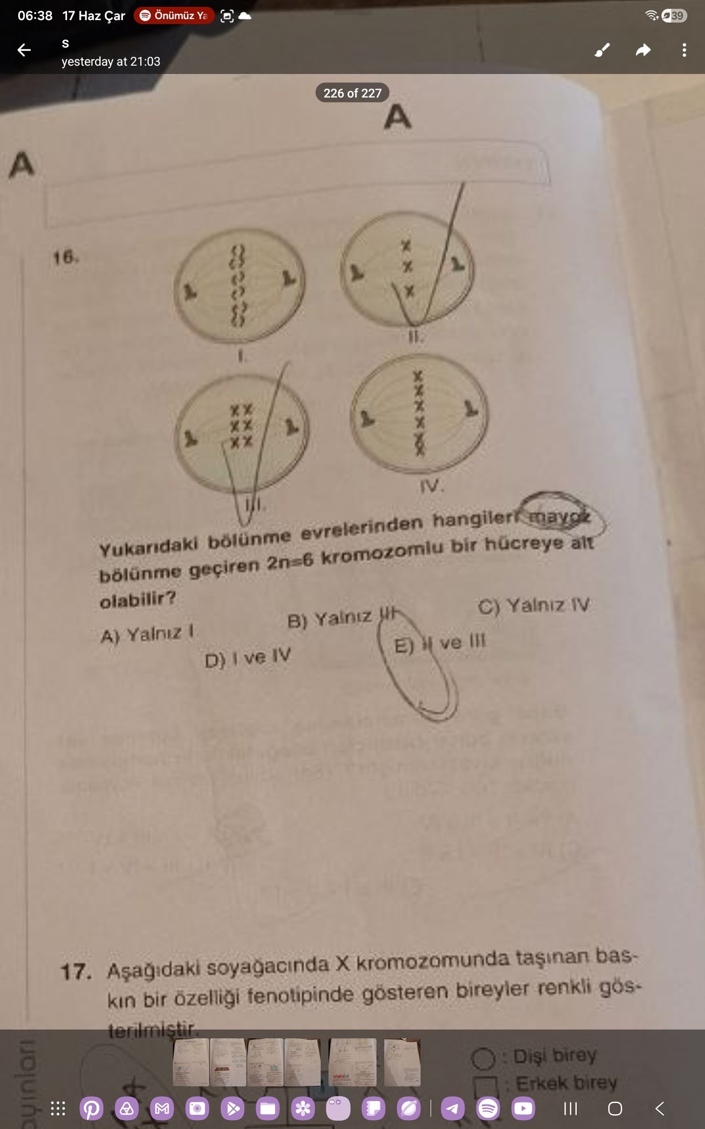 Yukarıdaki bölünme evrelerinden hangileri mayoz bölünme geçiren 2n=6 kromozomlu bir hücreye ait