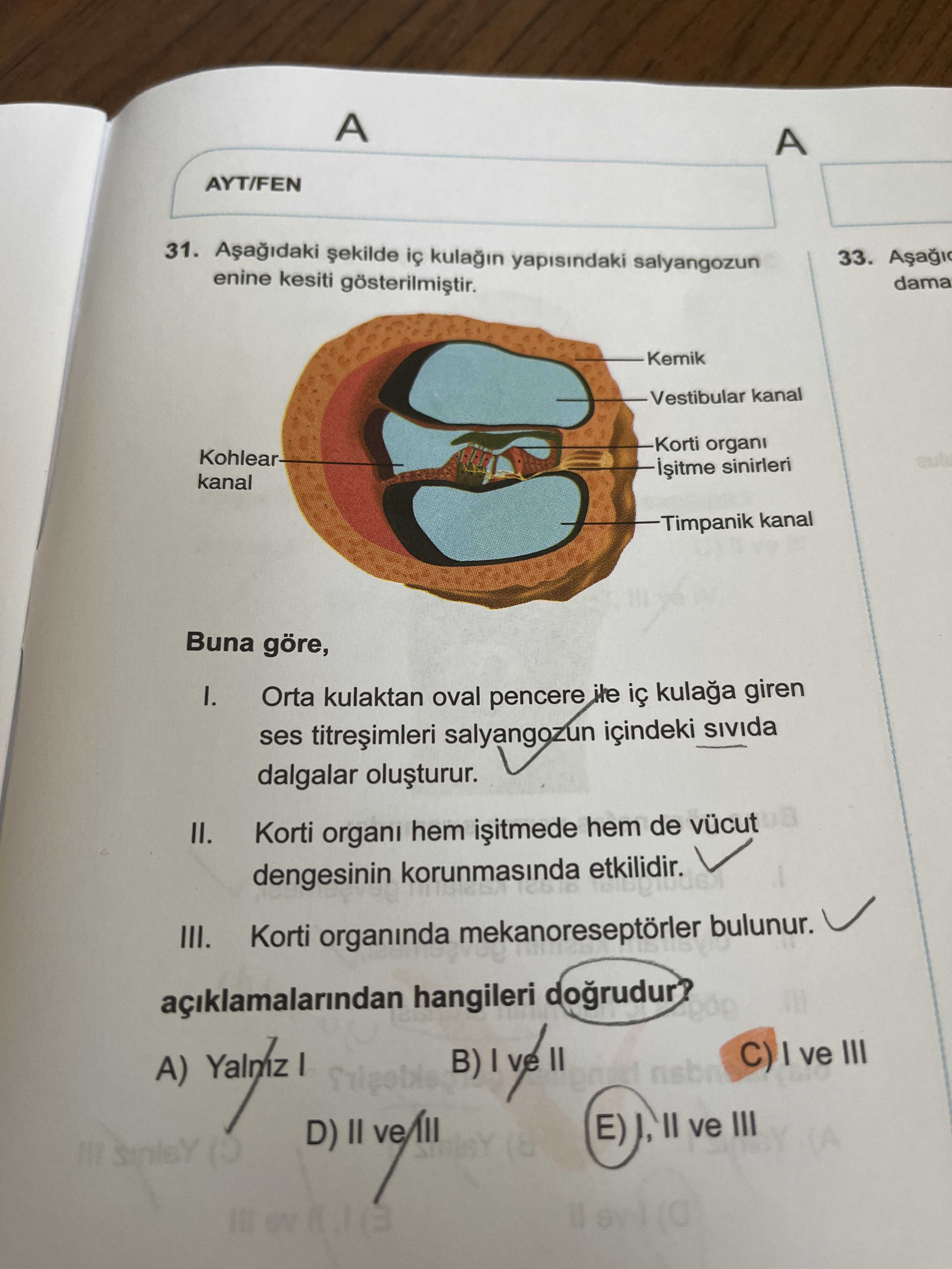 Aşağıdaki şekilde iç kulağın yapısındaki salyangozun enine kesiti gösterilmiştir. Buna göre, I. Orta