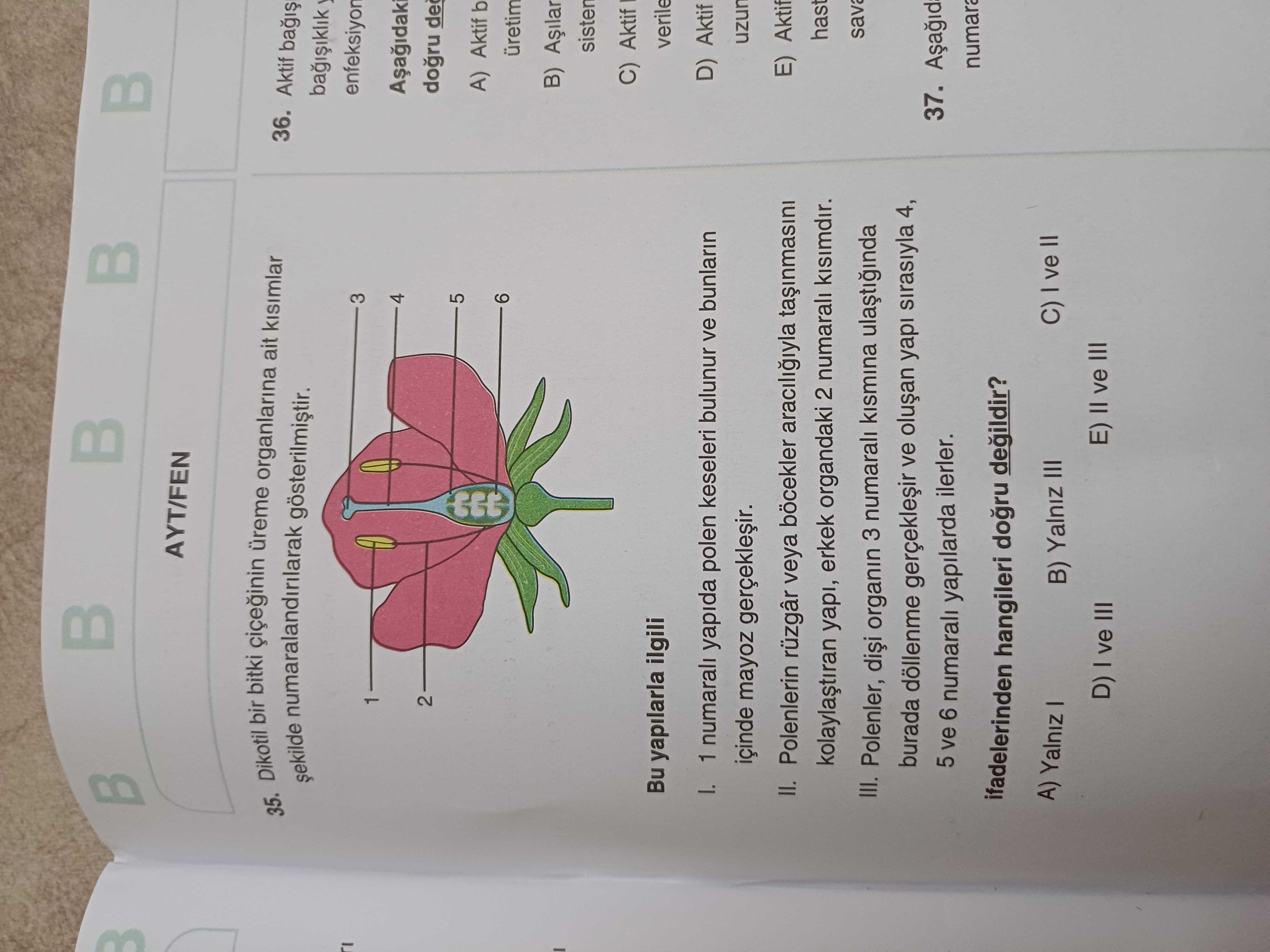 Dikotil bir bitkinin üreme organlarına ait kısımlar şekilde numaralandırılarak gösterilmiştir. Bu