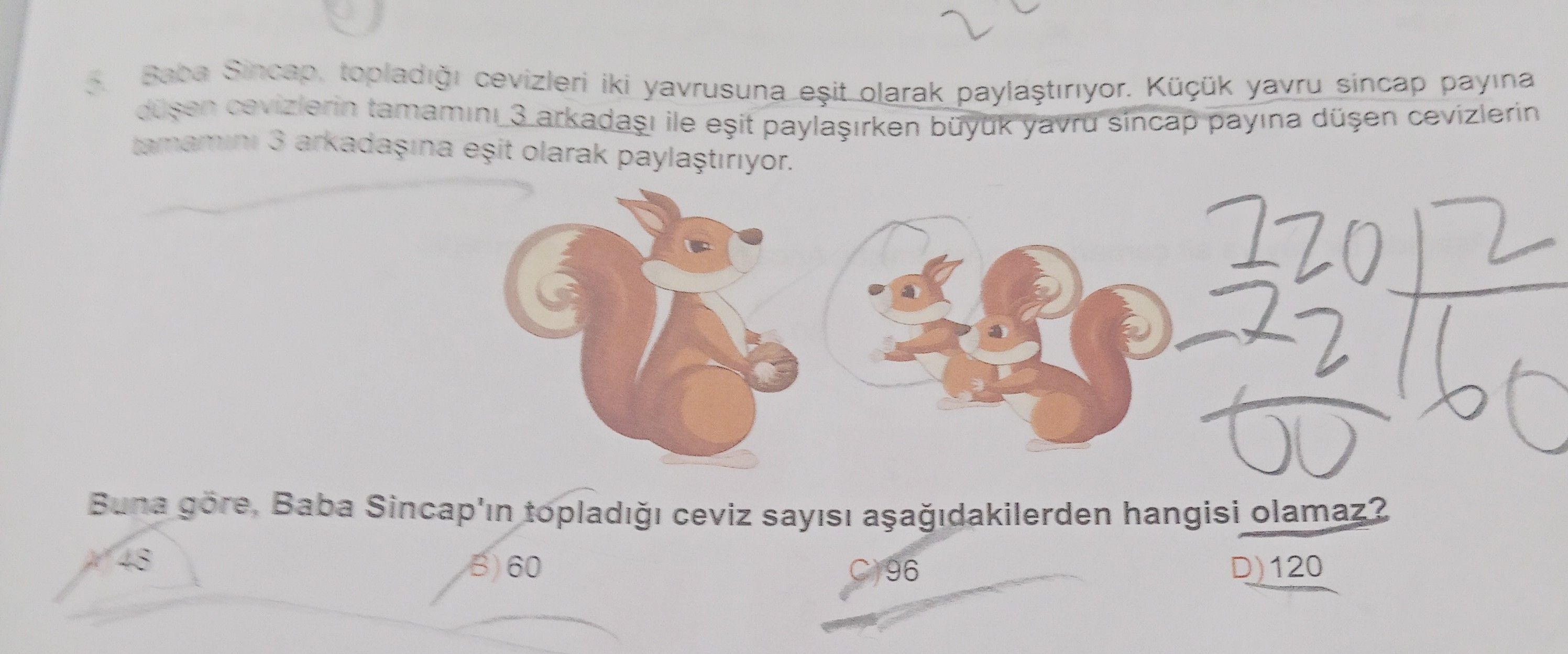 Baba Sincap, topladığı cevizleri iki yavrusuna eşit olarak paylaştırıyor. Küçük yavru sincap payına