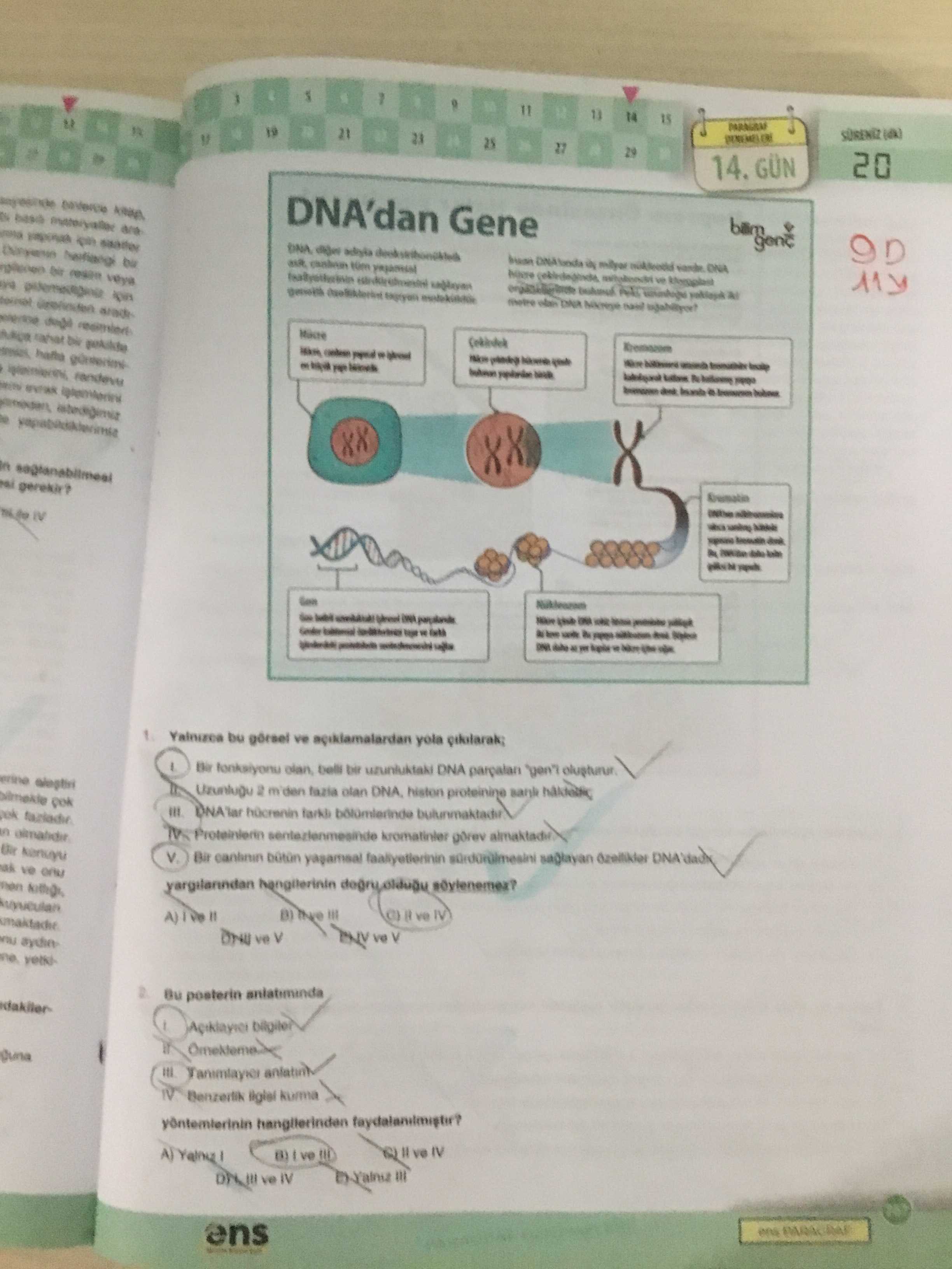 Yalnızca bu görsel ve açıklamalardan yola çıkarak; I. Bir fonksiyonu olan, belli bir uzunluktaki DNA