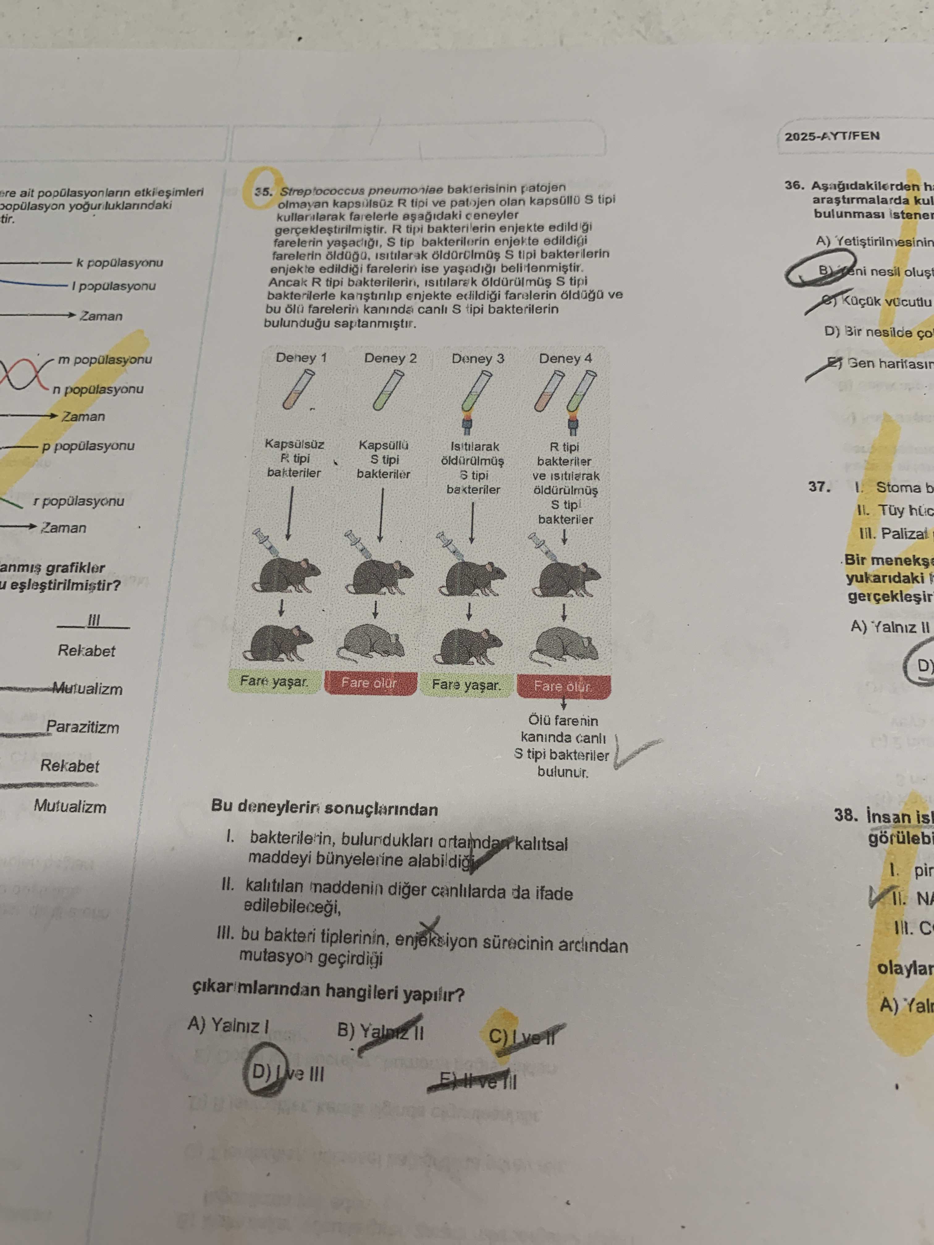 Streptococcus pneumoniae bakterisinin patojen olmayan kapsülsüz R tipi ve patojen olan kapsüllü S