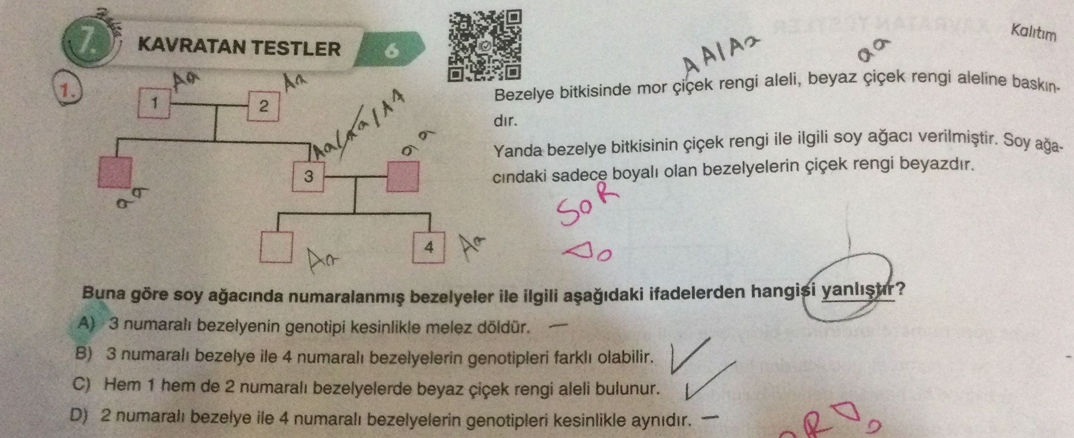KAVRATAN TESTLER Bezelye bitkisinde mor çiçek rengi aleli, beyaz çiçek rengi aleline baskındır