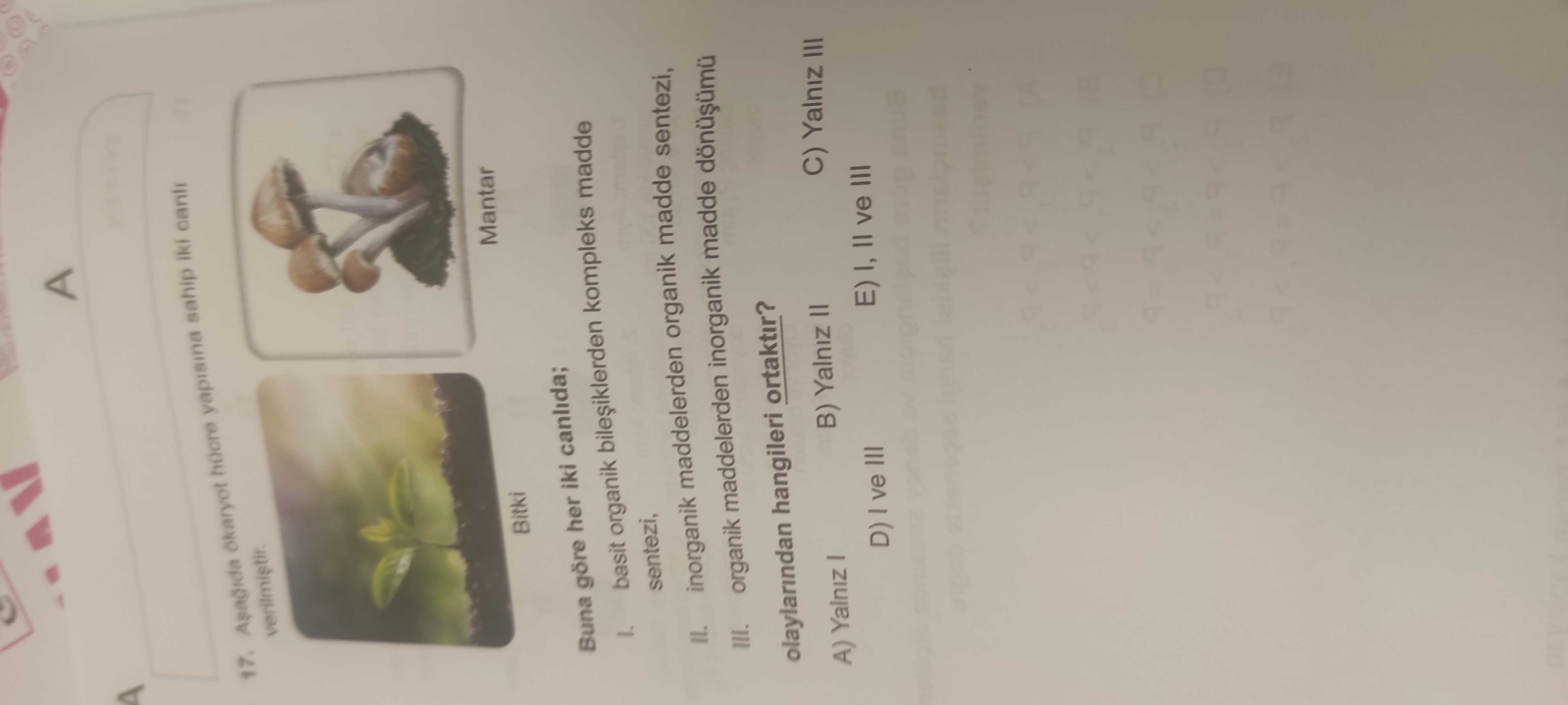 Aşağıda ökaryot hücre yapısına sahip iki canlı verilmiştir. Buna göre her iki canlıda; I. basit