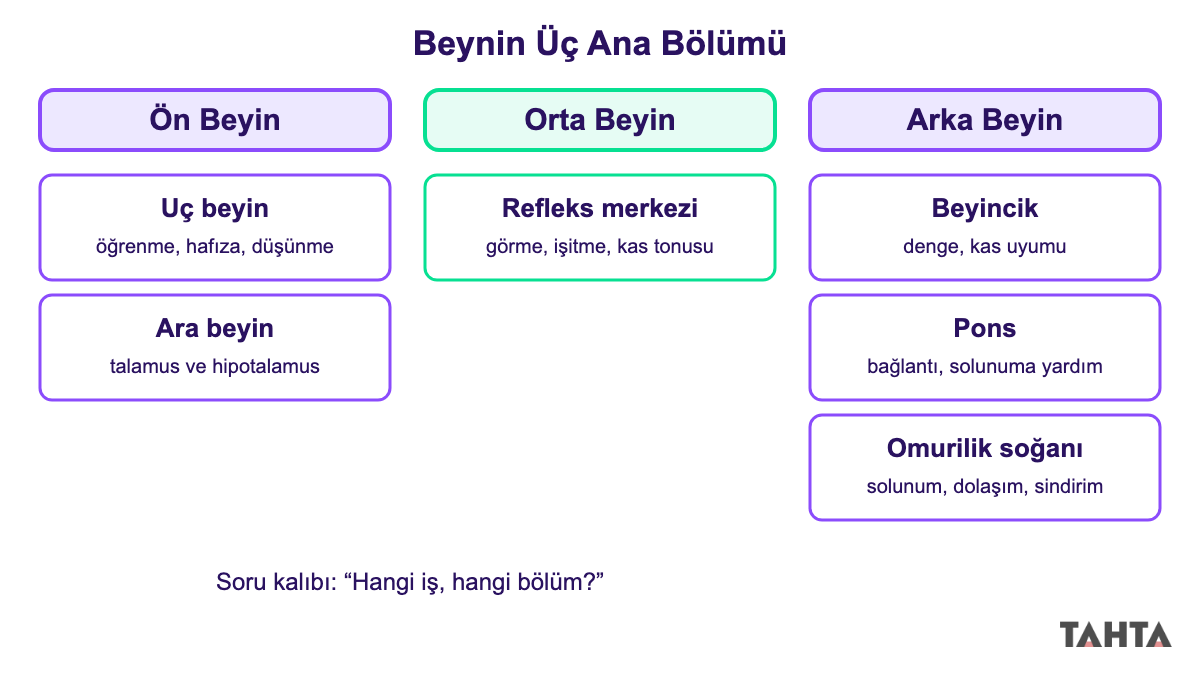 Beyin bölümleri ve görevleri: ön beyin, orta beyin ve arka beynin alt yapılarını gösteren şema