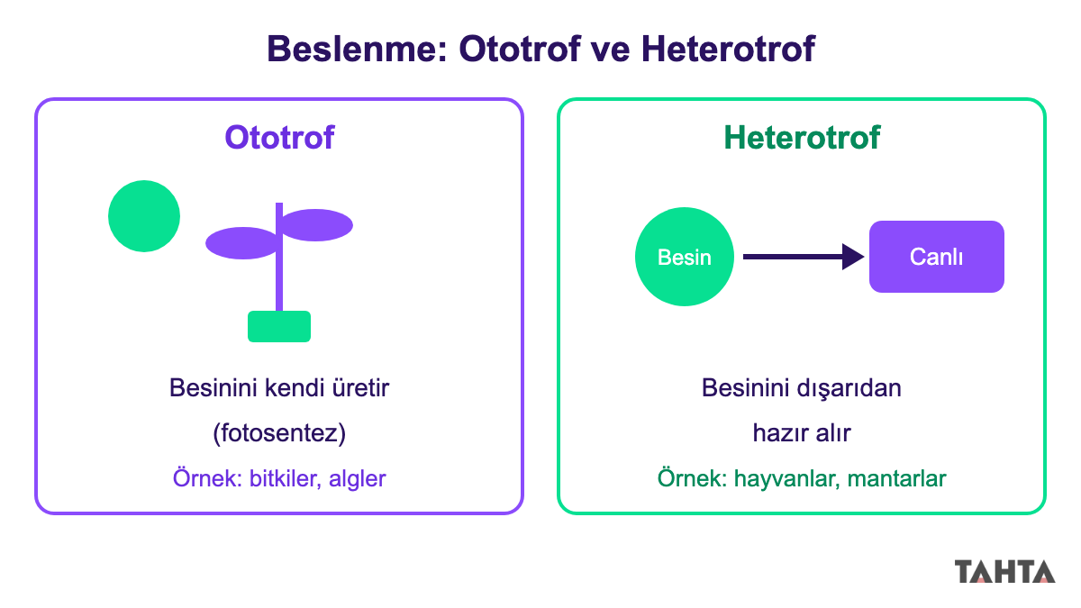 Besinini kendi üreten ototrof bitki ile besinini dışarıdan alan heterotrof canlının karşılaştırması