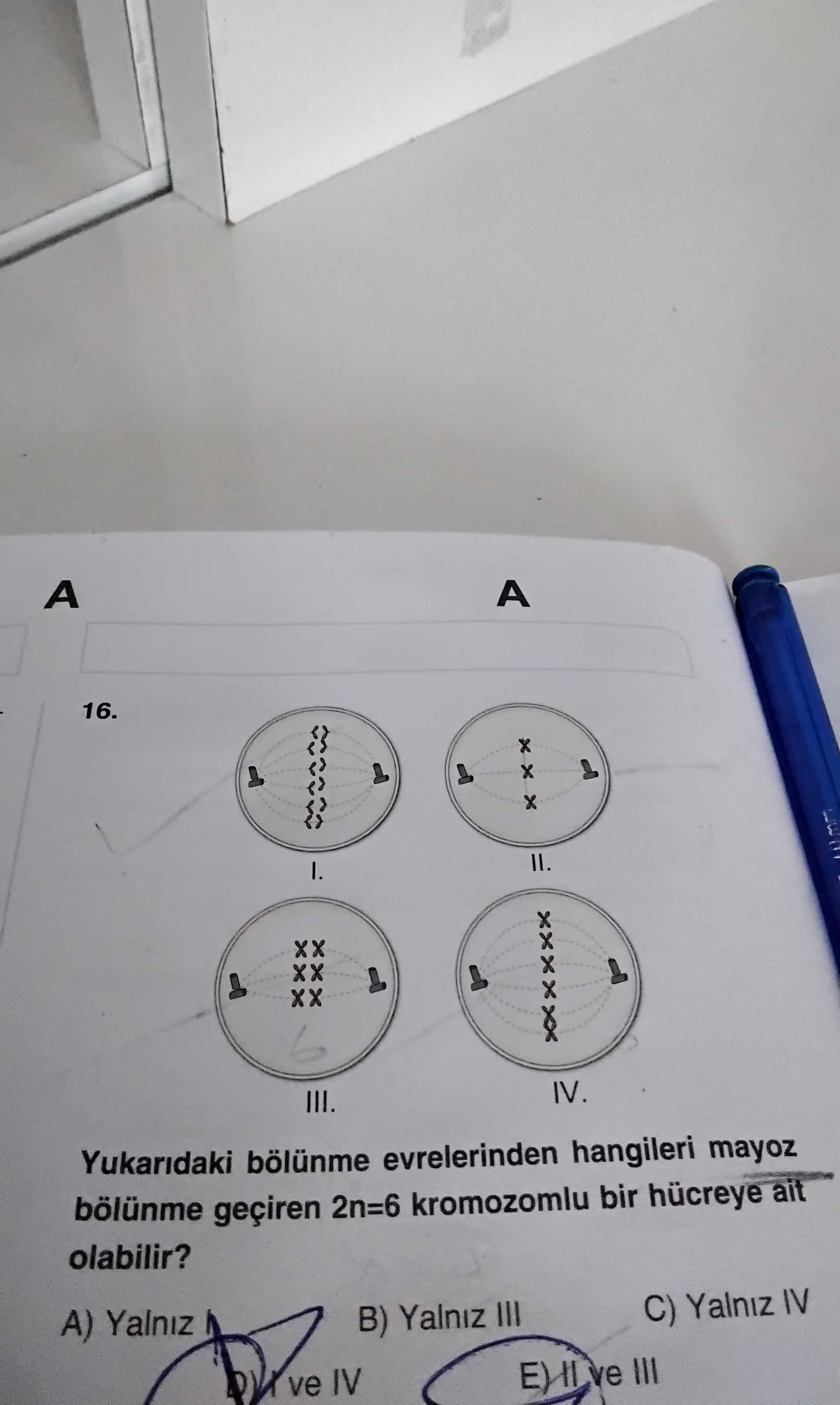 Yukarıdaki bölünme evrelerinden hangileri mayoz bölünme geçiren 2n=6 kromozomlu bir hücreye ait