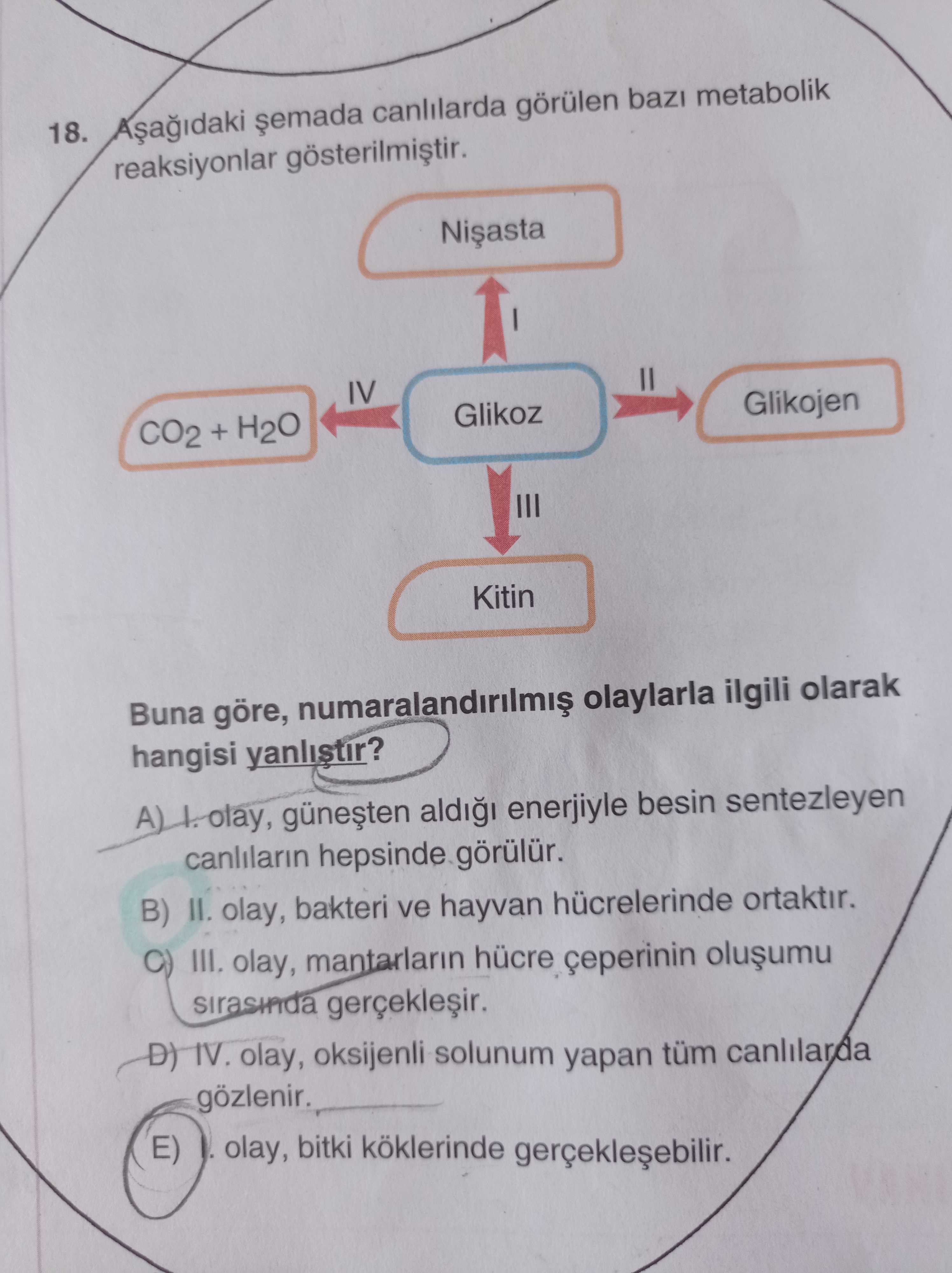 Aşağıdaki şemada canlılarda görülen bazı metabolik reaksiyonlar gösterilmiştir. Buna göre