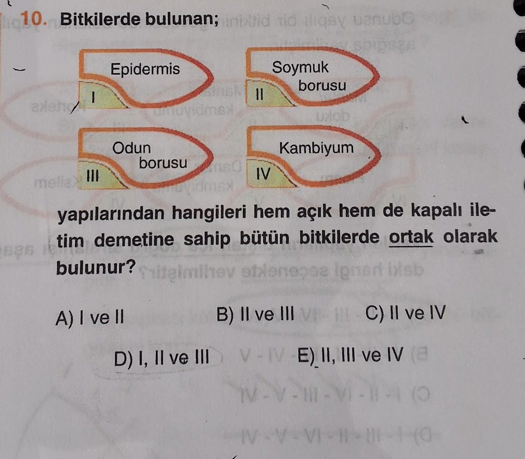Bitkilerde bulunan; yapılarından hangileri hem açık hem de kapalı iletim demetine sahip bütün