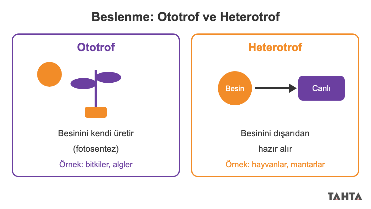 Besinini kendi üreten ototrof bitki ile besinini dışarıdan alan heterotrof canlının karşılaştırması