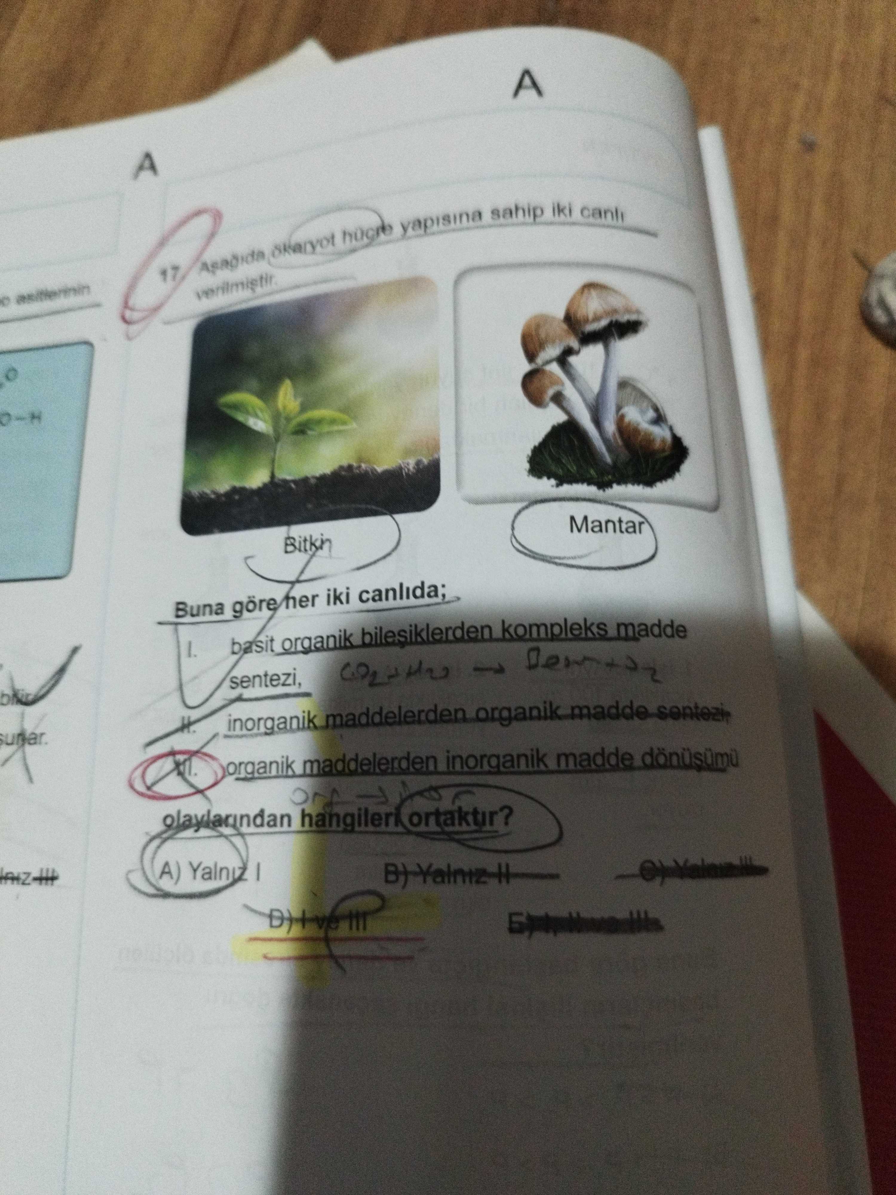 Aşağıda ökaryot hücre yapısına sahip iki canlı verilmiştir. Buna göre her iki canlıda; I. basit