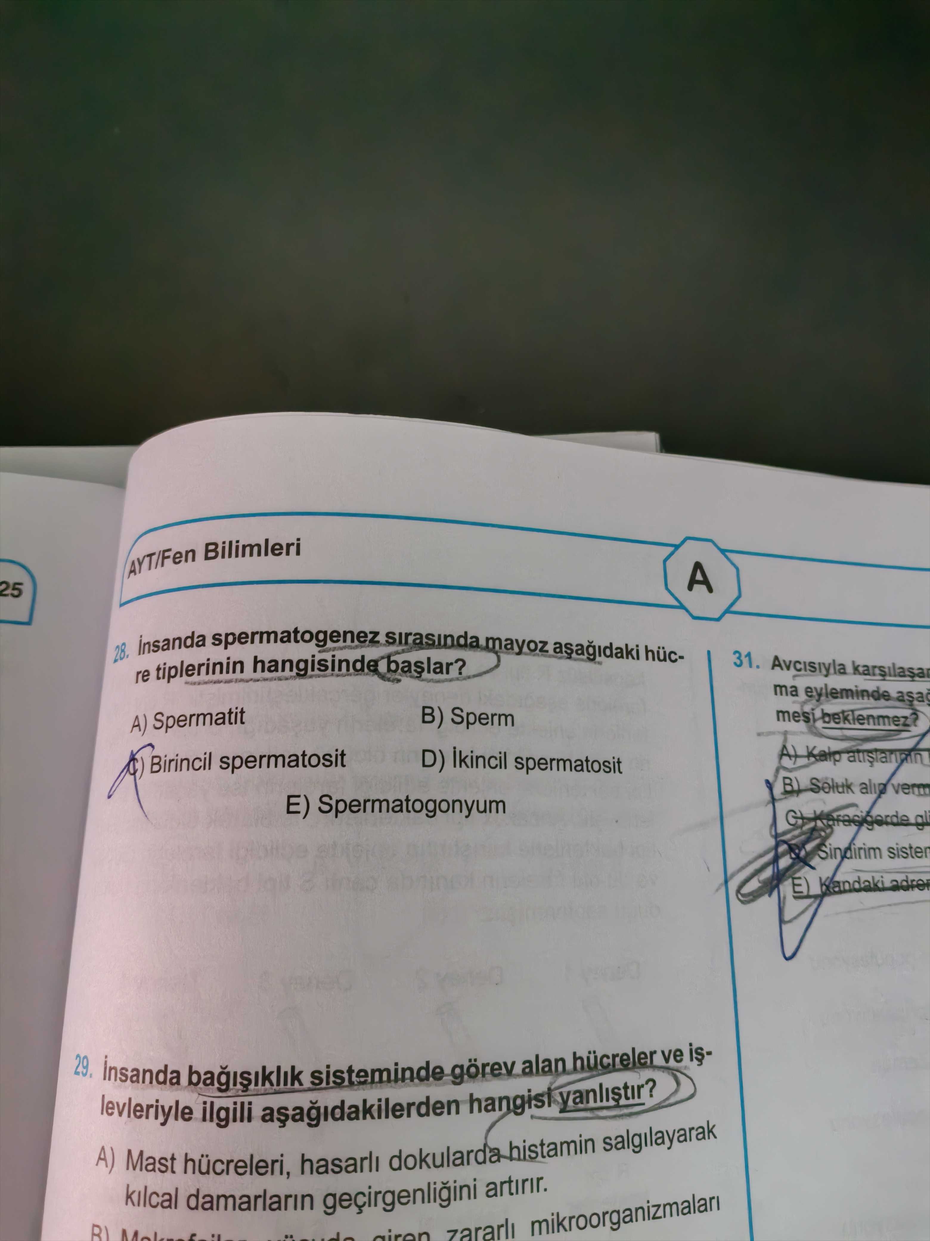 İnsanda spermatogenez sırasında mayoz aşağıdaki hücre tiplerinin hangisinde başlar?