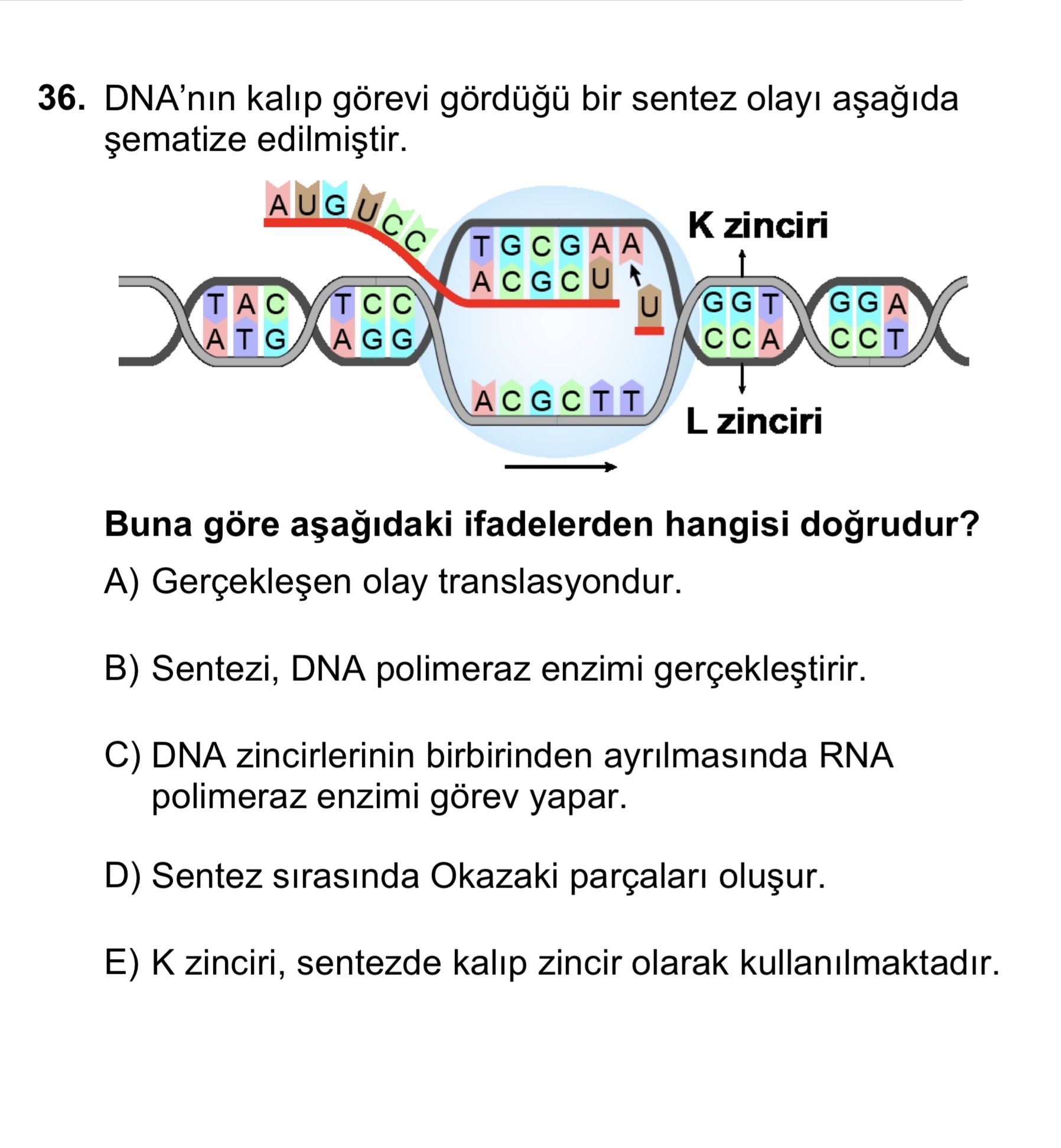 DNA'nın kalıp görevi gördüğü bir sentez olayı aşağıda şematize edilmiştir. Buna göre aşağıdaki