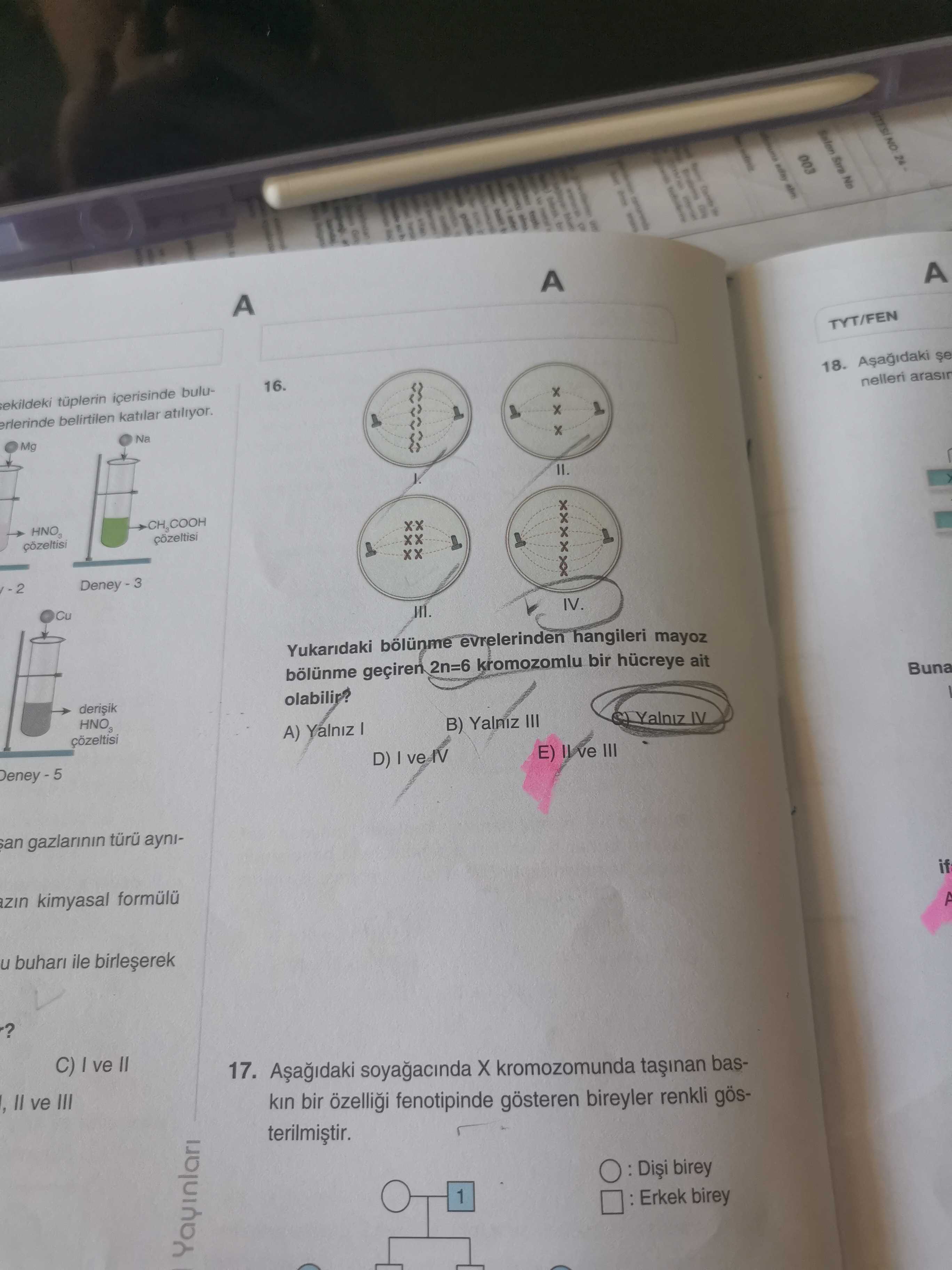 Yukarıdaki bölünme evrelerinden hangileri mayoz bölünme geçiren 2n=6 kromozomlu bir hücreye ait