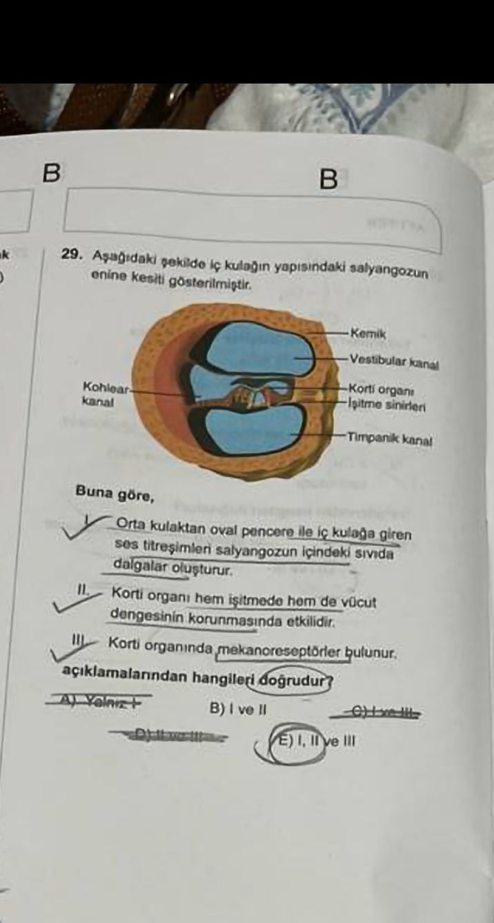 Aşağıdaki şekilde iç kulağın yapısındaki salyangozun enine kesiti gösterilmiştir. Buna göre, I. Orta