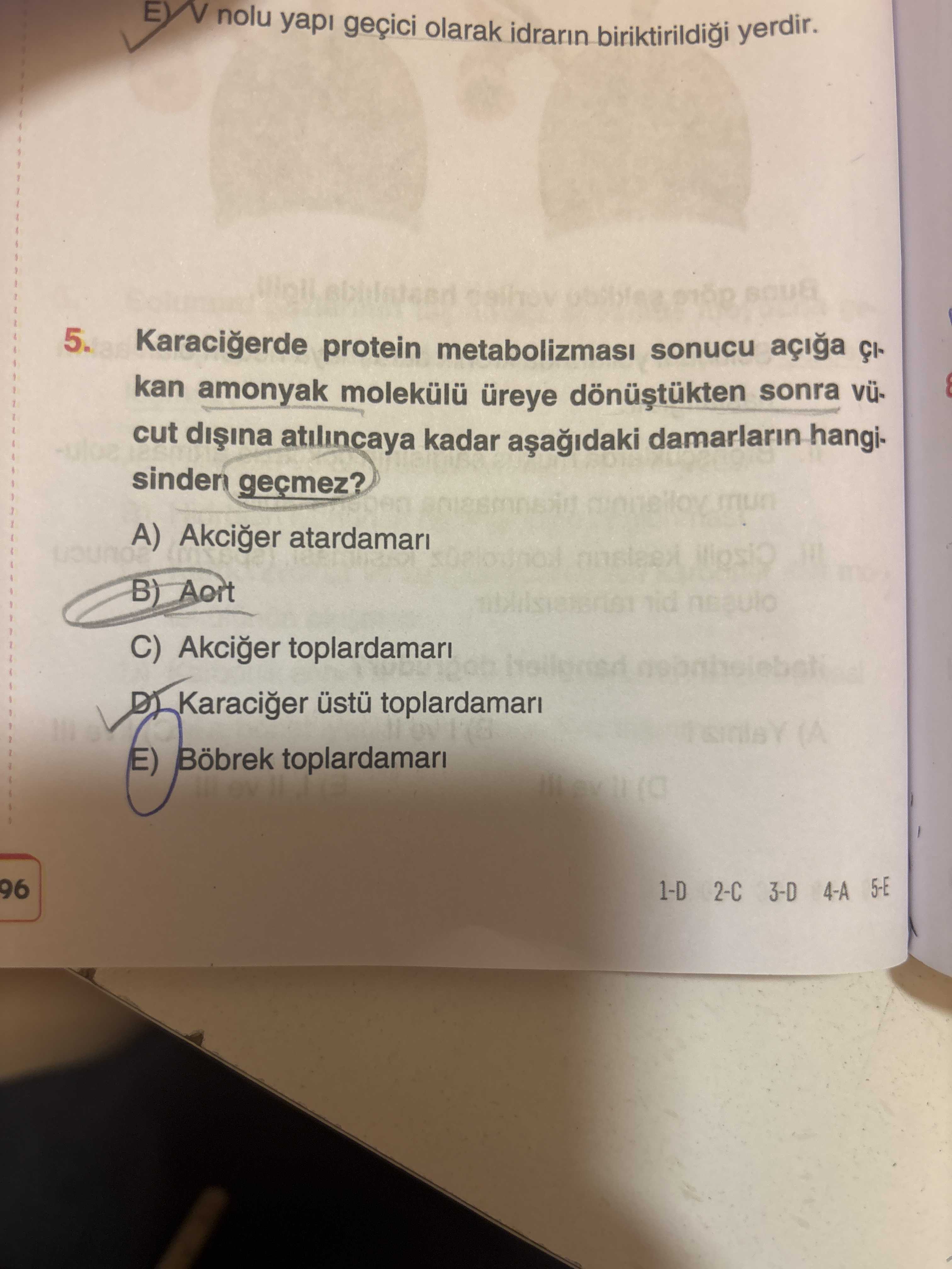 Karaciğerde protein metabolizması sonucu açığa çıkan amonyak molekülü üreye dönüştükten sonra vücut