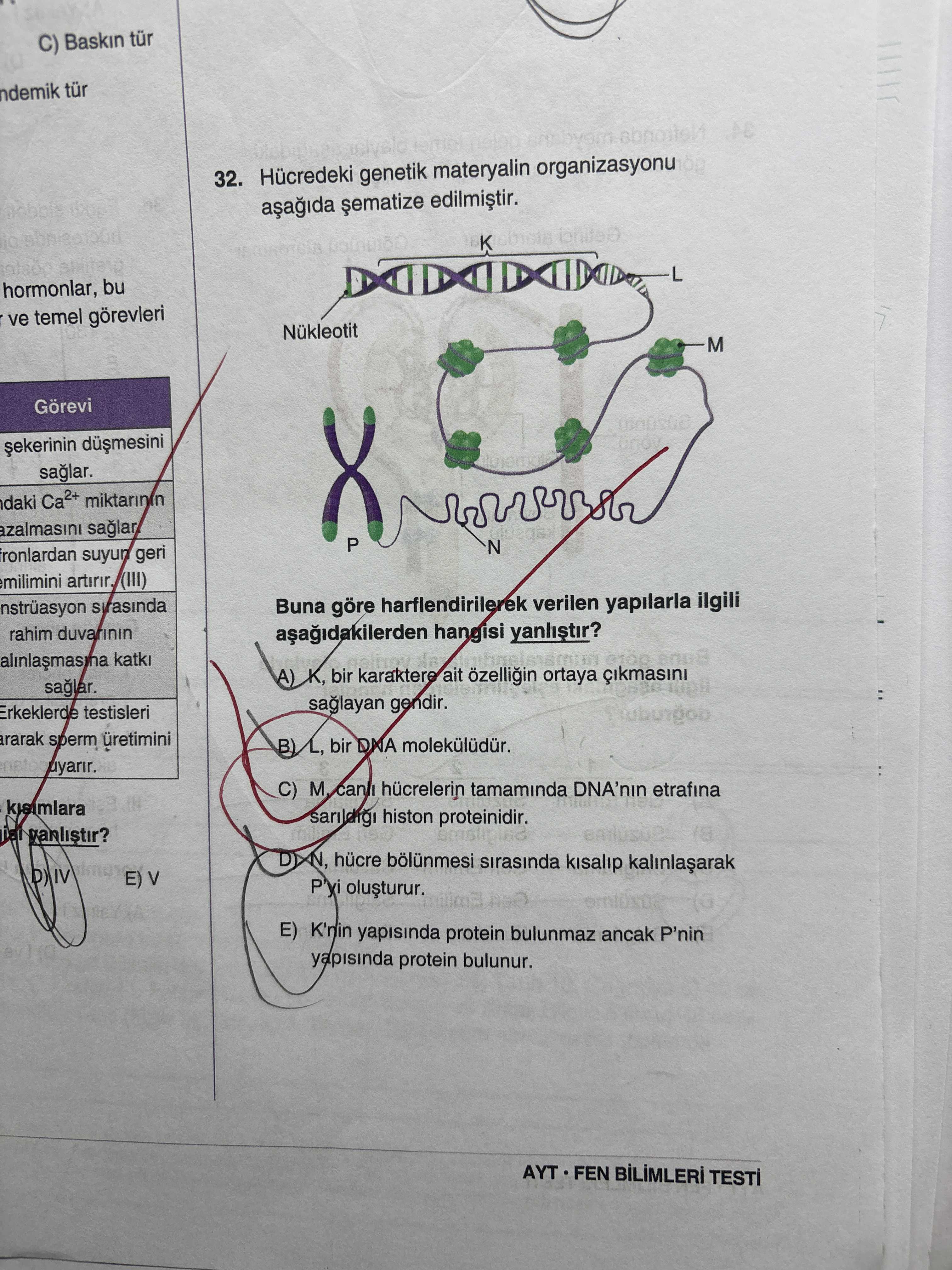 Hücredeki genetik materyalin organizasyonu aşağıda şematize edilmiştir. Buna göre harflendirilerek