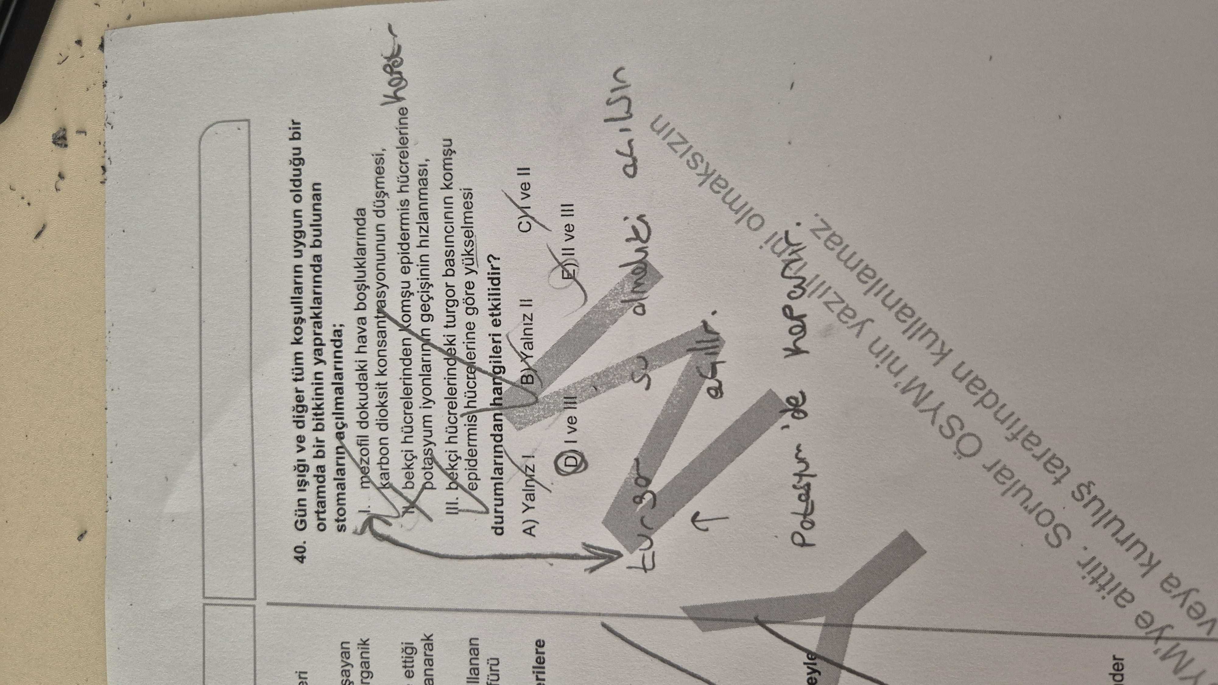 Gün ışığı ve diğer tüm koşulların uygun olduğu bir ortamda bir bitkinin yapraklarında bulunan