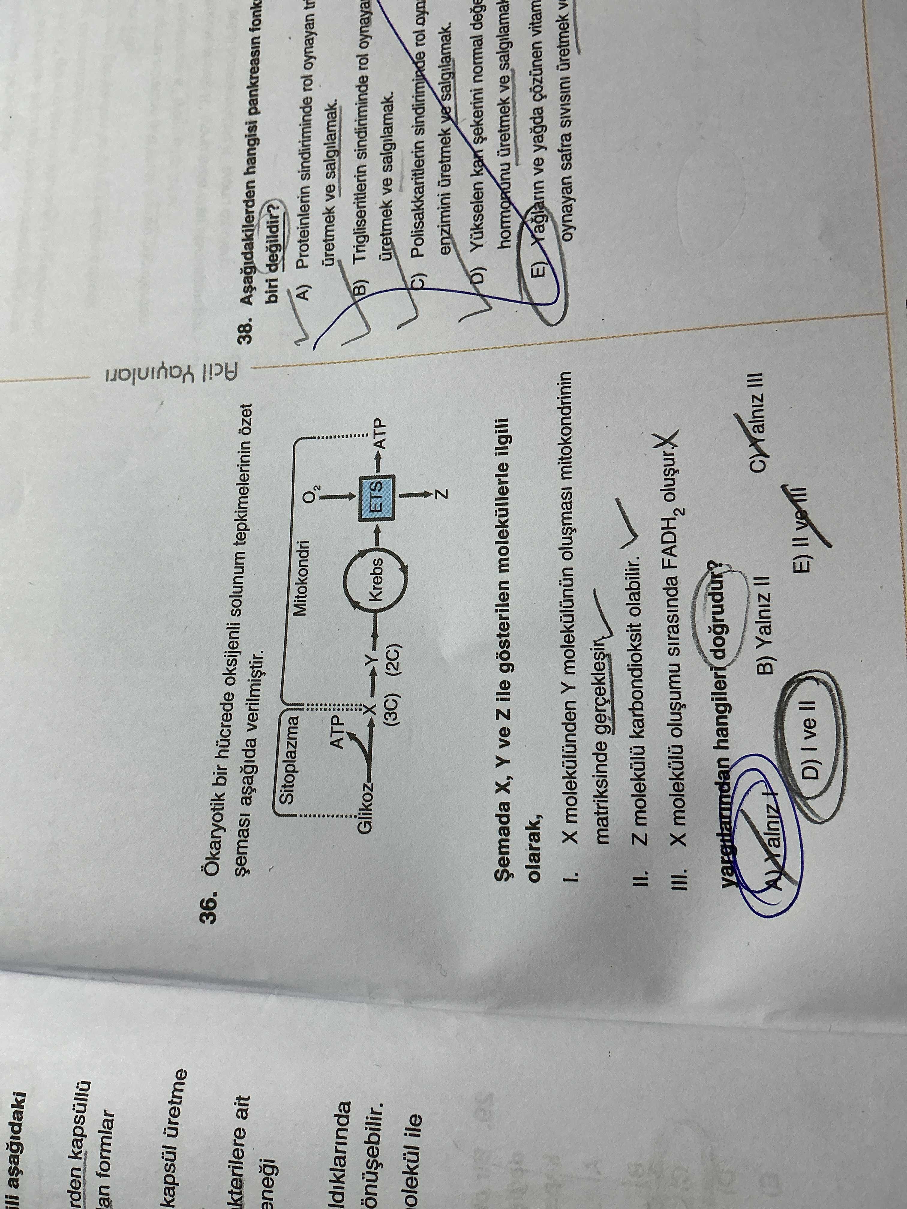 Ökaryotik bir hücrede oksijenli solunum tepkimelerinin özet şeması aşağıda verilmiştir. Şemada X, Y