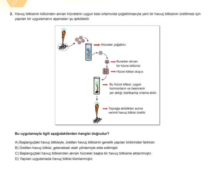 Havuç bitkisinin kökünden alınan hücrelerin uygun besi ortamında çoğaltılmasıyla yeni bir havuç