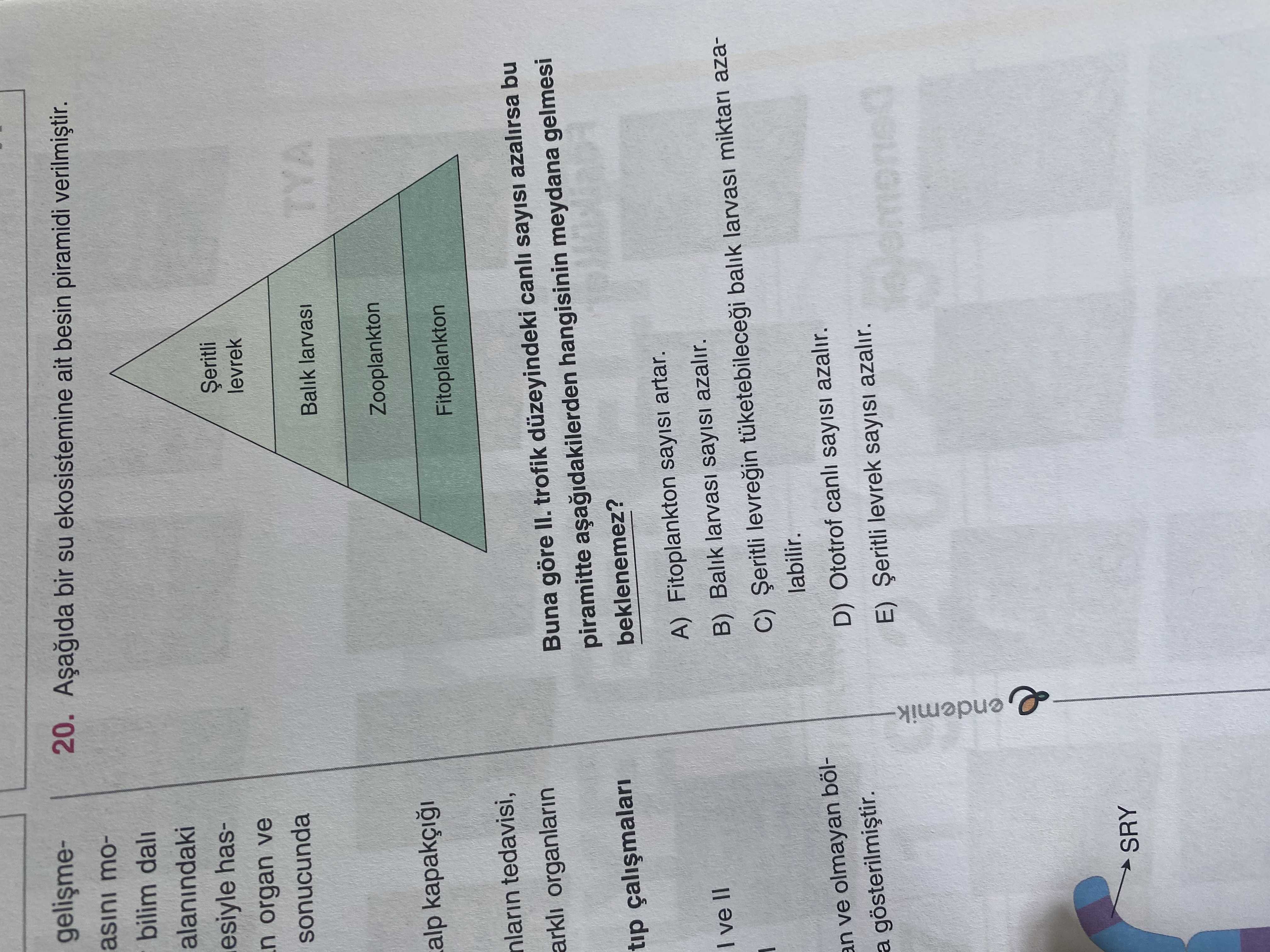 Aşağıda bir su ekosisteminde alt besin piramidi verilmiştir. Buna göre II. trofik düzeyindeki canlı