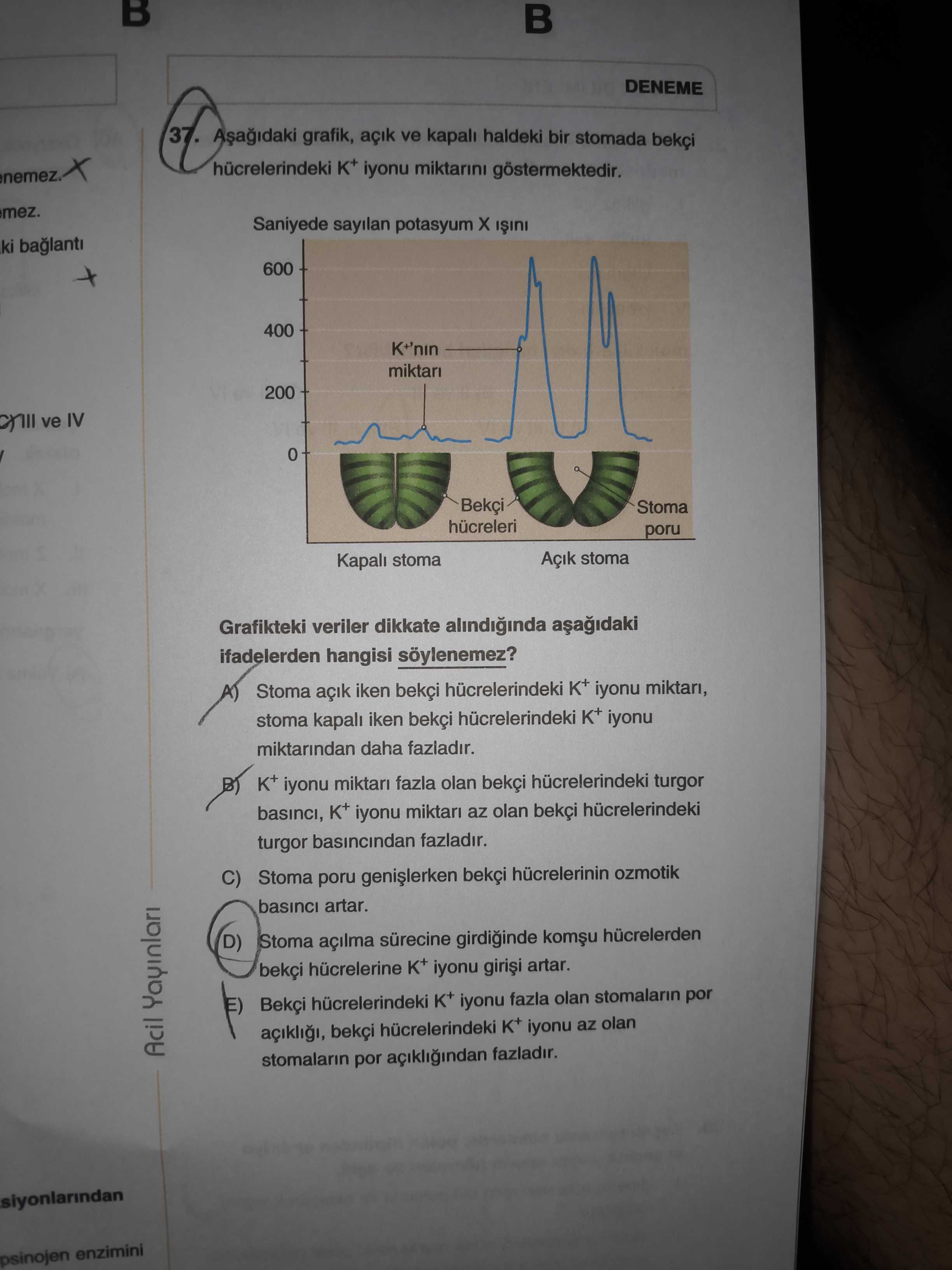Aşağıdaki grafik, açık ve kapalı haldeki bir stomada bekçi hücrelerindeki K⁺ iyonu miktarını
