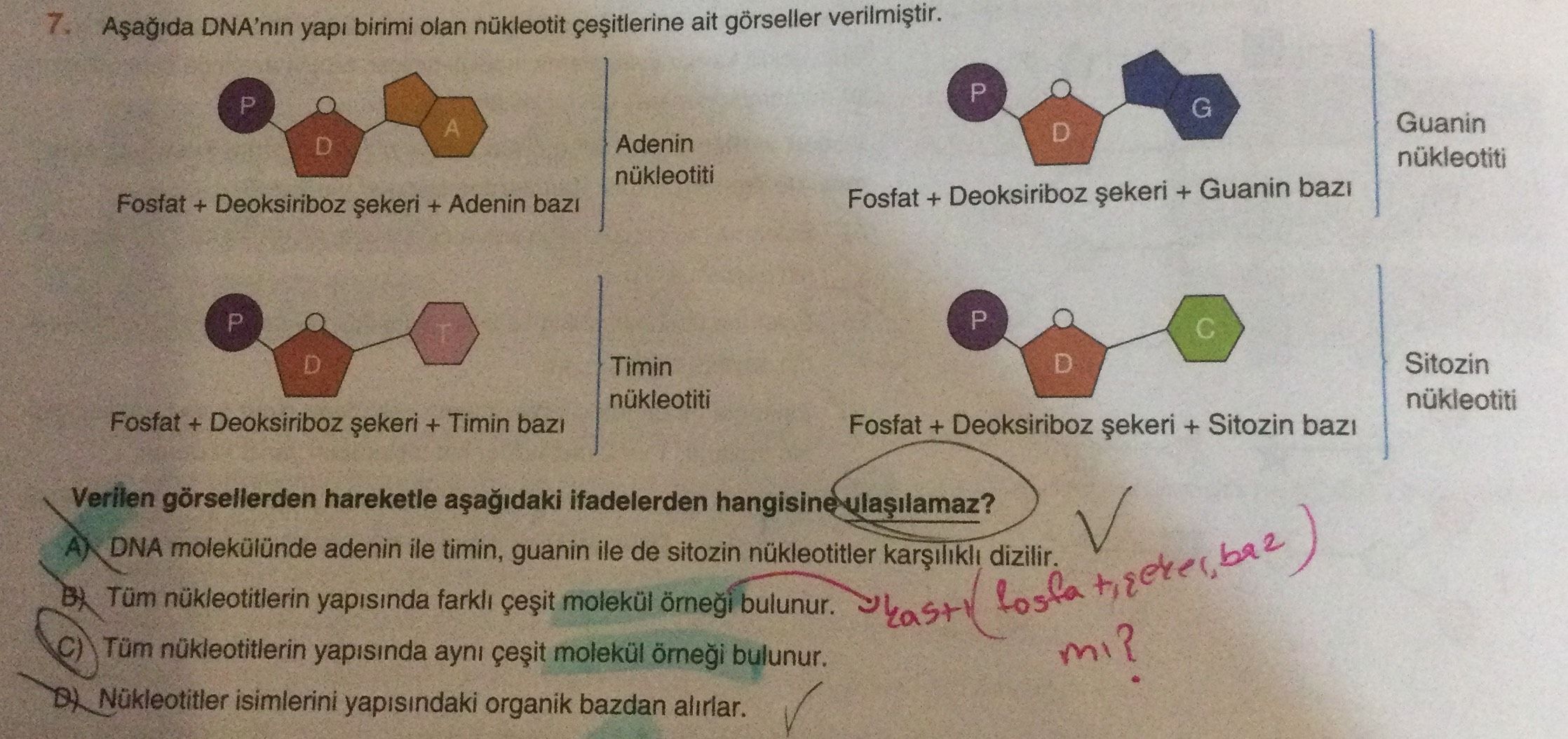 Aşağıda DNA'nın yapı birimi olan nükleotit çeşitlerine ait görseller verilmiştir. Fosfat +
