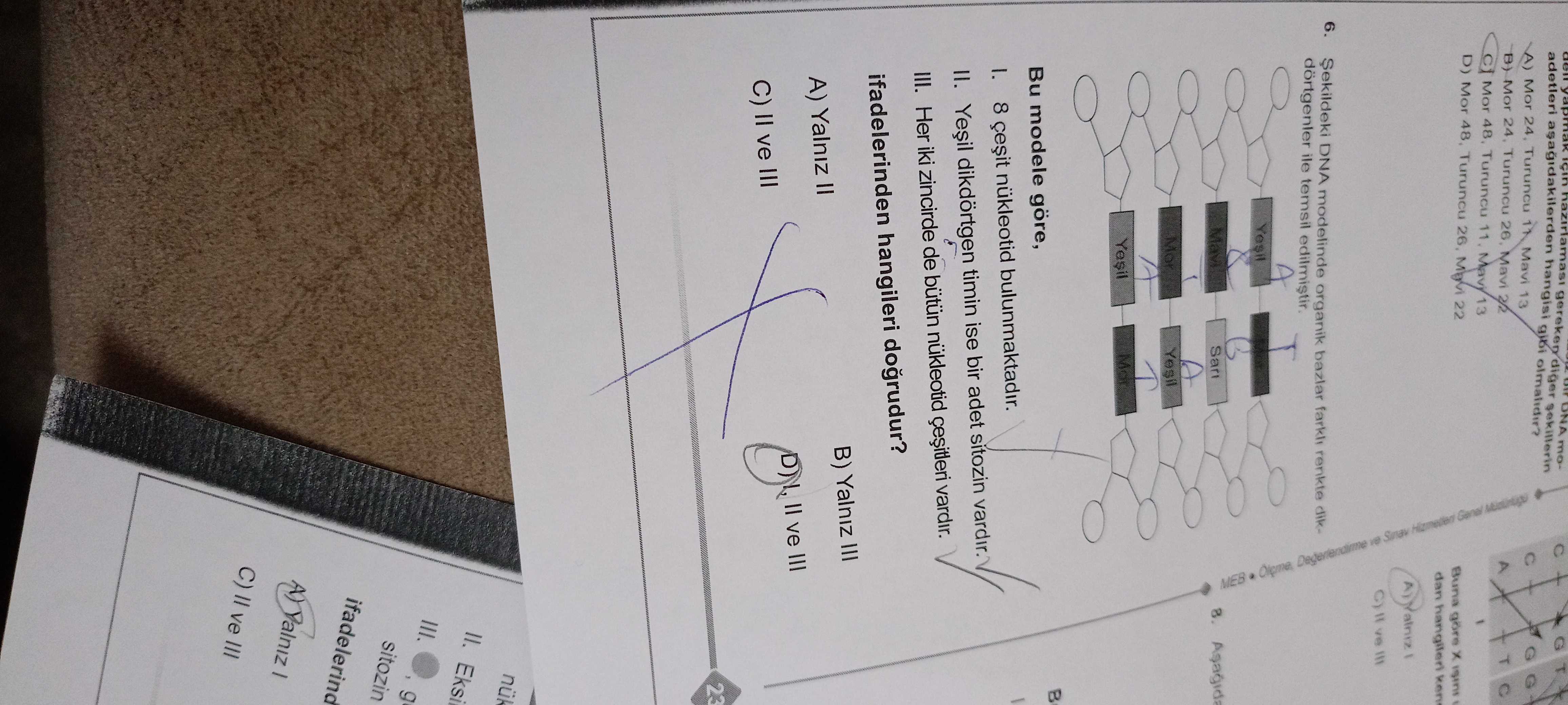 Şekildeki DNA modelinde organik bazlar farklı renkte dikdörtgenler ile temsil edilmiştir. Bu modele