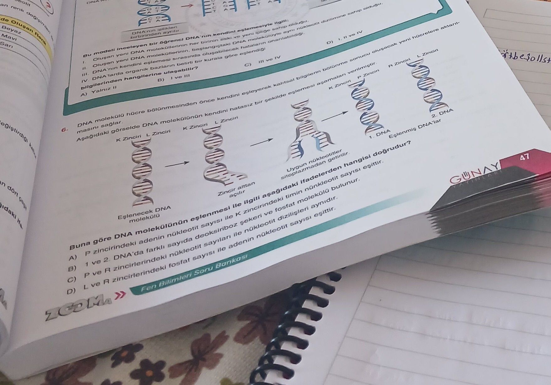 DNA molekülü hücre bölünmesinden önce kendini eşleyerek kalıtsal bilgilerin bölünme sonucu oluşacak