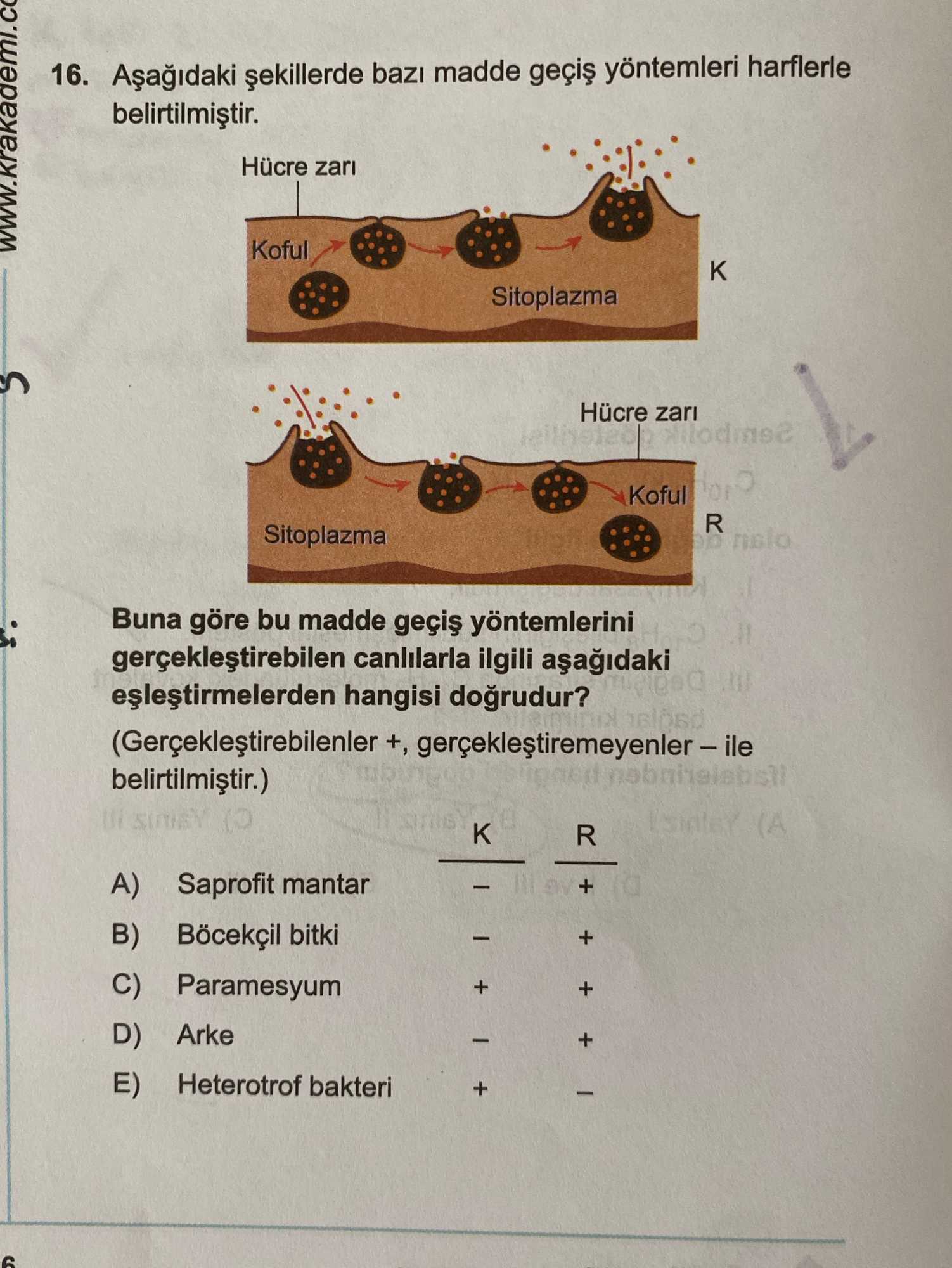 Aşağıdaki şekillerde bazı madde geçiş yöntemleri harflerle belirtilmiştir. Buna göre bu madde geçiş
