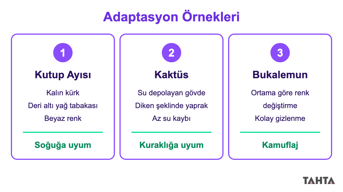 Kutup ayısı, kaktüs ve bukalemunun çevreye uyum sağlayan özelliklerini gösteren üç panelli adaptasyon örnekleri şeması