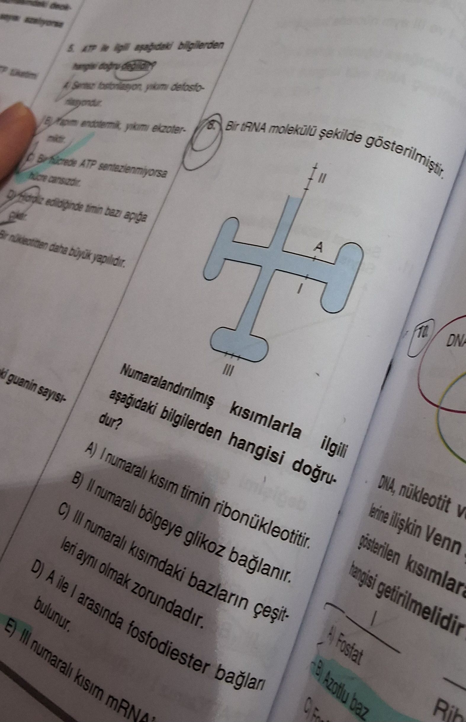Biyoloji (12. Sınıf)