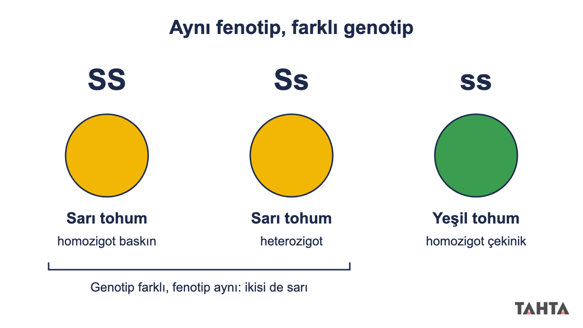 Baskın ve çekinik gen genotip fenotip farkı: SS ve Ss sarı tohum, ss yeşil tohum