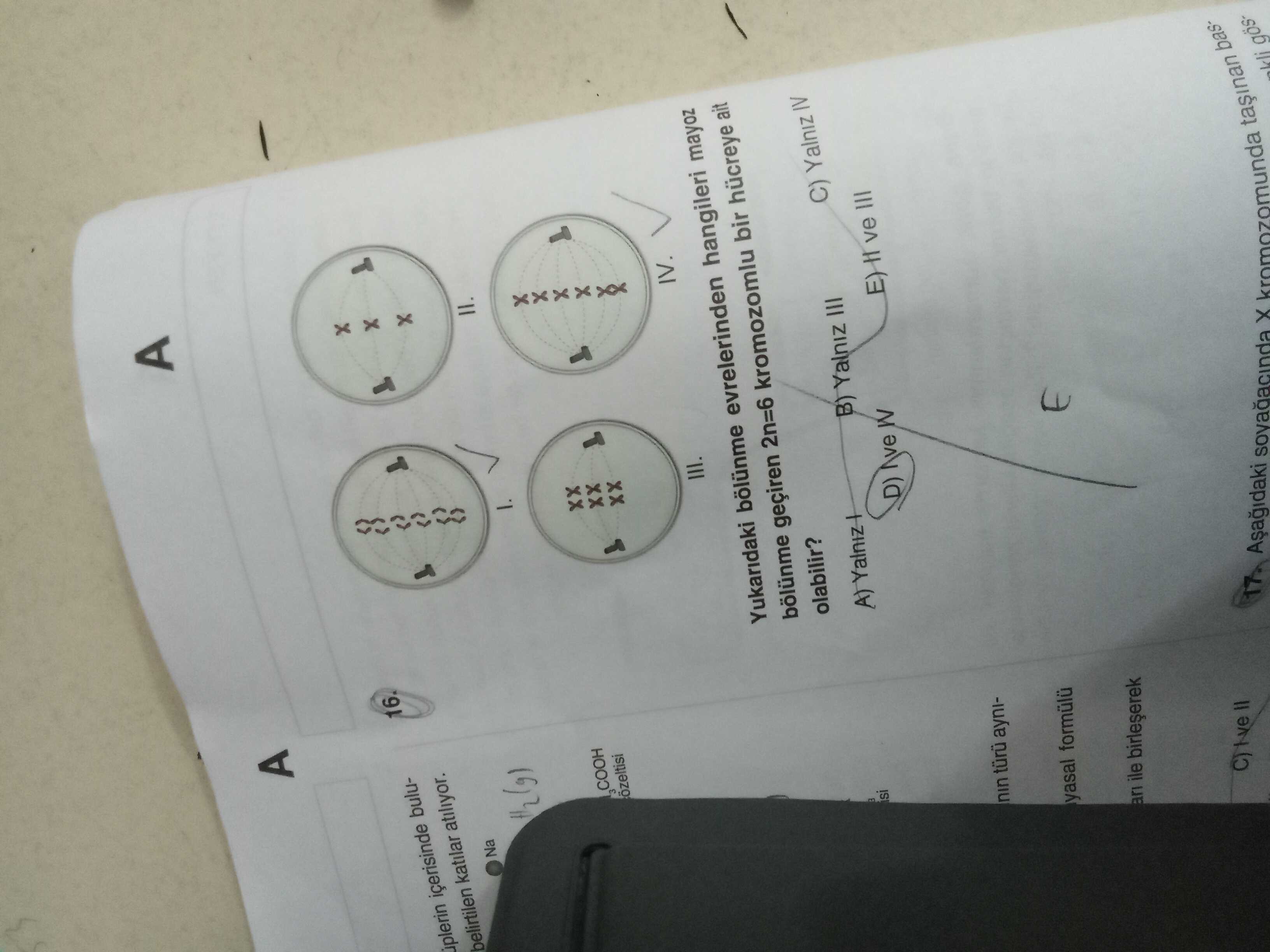 Yukarıdaki bölünme evrelerinden hangileri mayoz bölünme geçiren 2n=6 kromozomlu bir hücreye ait
