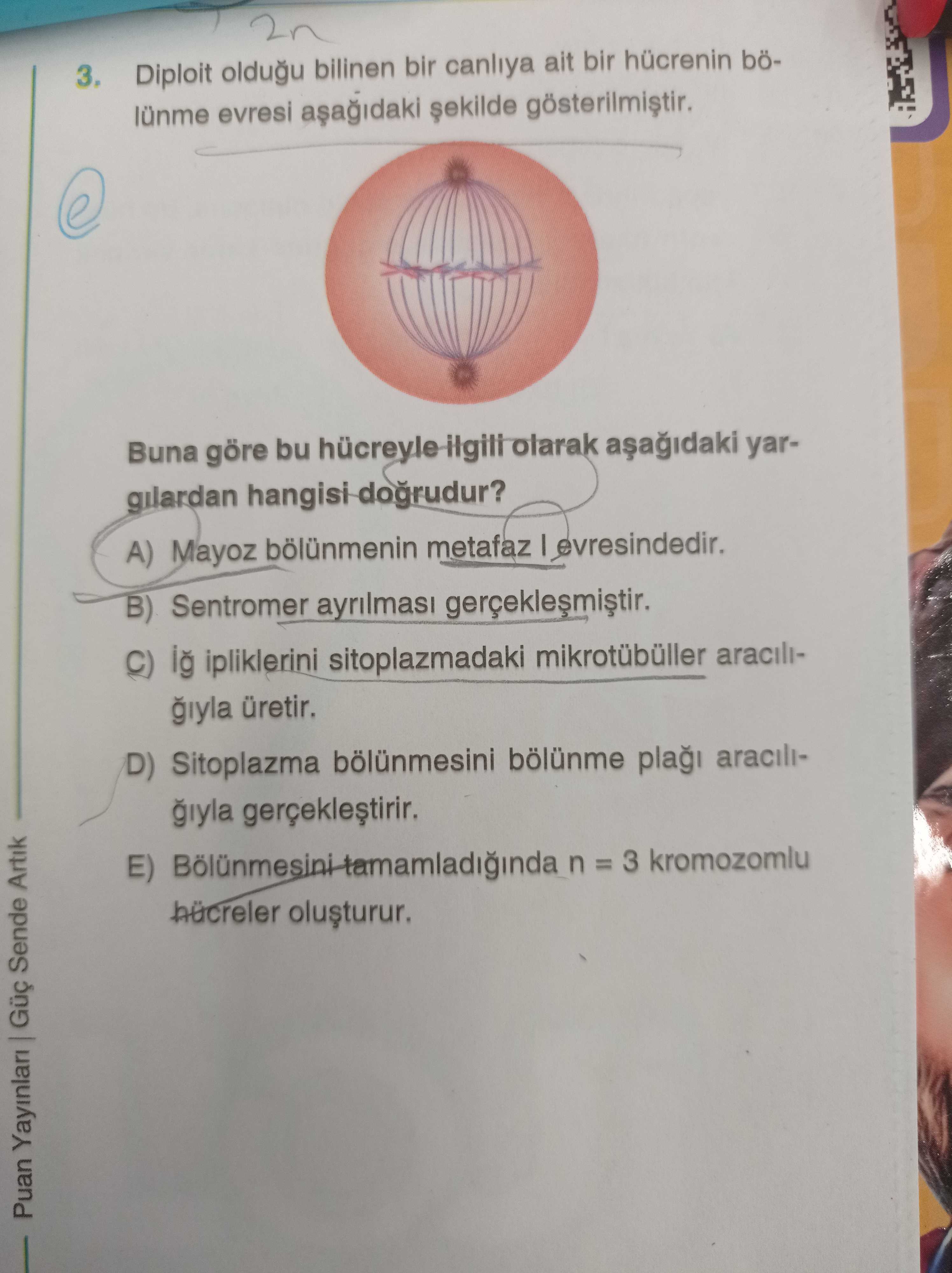 Diploit olduğu bilinen bir canlıya ait bir hücrenin bölünme evresi aşağıdaki şekilde gösterilmiştir