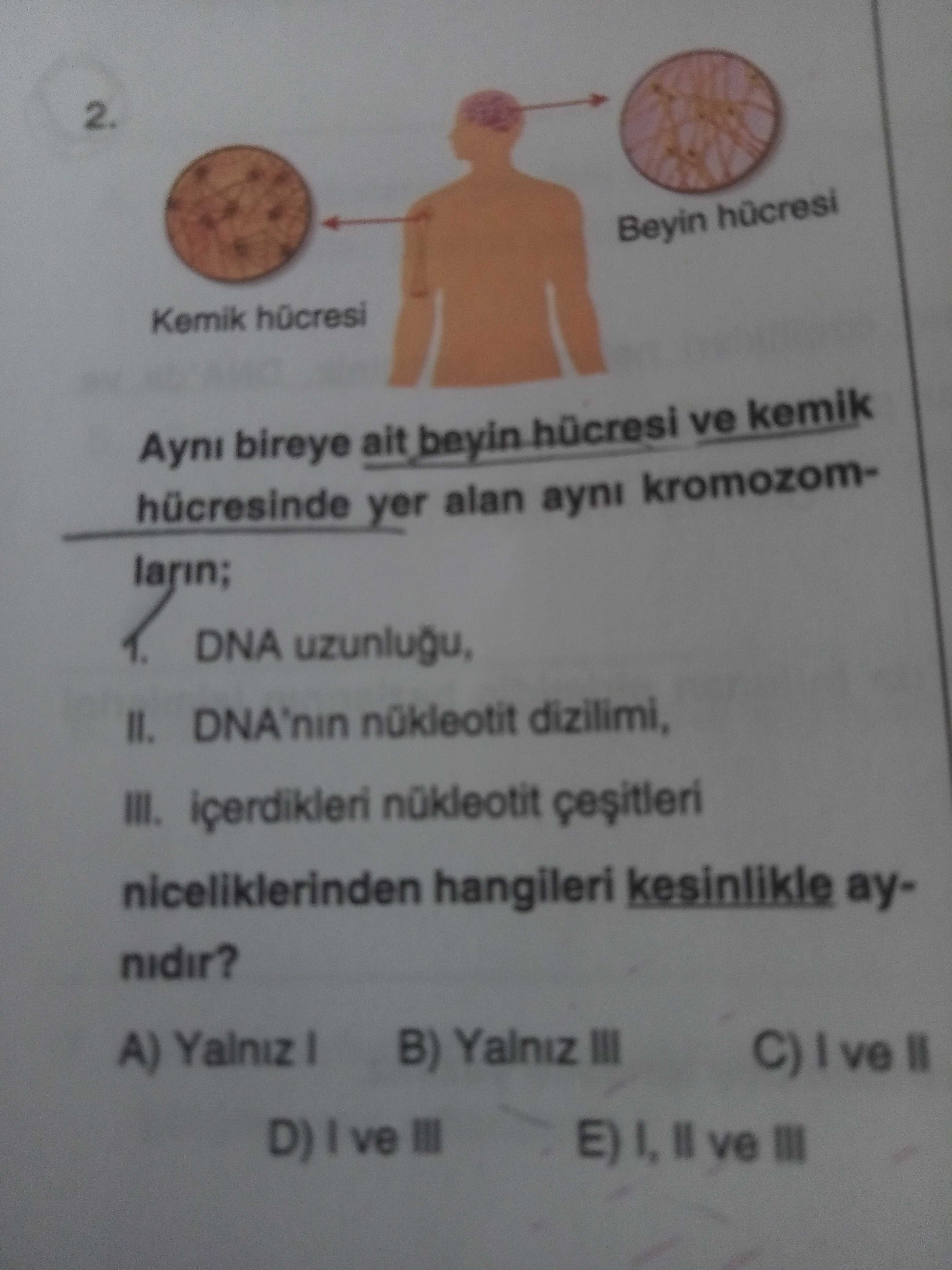 2. Beyin Kemik Ayni bireye ait beyin ve kemik hücresinde yer alan ayni kromozomlarin; DNA uzunlugu, II. DNA'nin nükleotit dizilimi, III. nükleotit niceliklerinden hangileri kesinlikle aynidir. A) Yalniz B) Yalniz III ve III 2. A) Yalniz B) Yalniz III ve III. ?? Model.Question.title