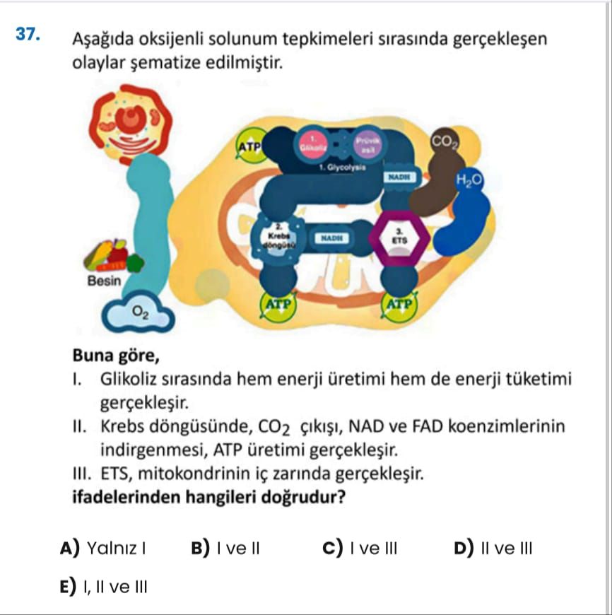 37. oksijenli solunum tepkimeleri sirasinda olaylar CO2 ATP 1. Glycolysis H2O Krebs ETS Besin ATP O2 Buna göre, I. Glikoliz sirasinda hem enerji üretimi hem de enerji tüketimi II. Krebs döngüsünde, CO2 NAD ve FAD koenzimlerinin indirgenmesi, ATP üretimi III. ETS, mitokondrinin zarinda ifadelerinden hangileri dogrudur. Yalniz в) ve c) ve III D) II ve III E) 37. Yalniz в) ve c) ve III D) II ve III E). ?? Model.Question.title