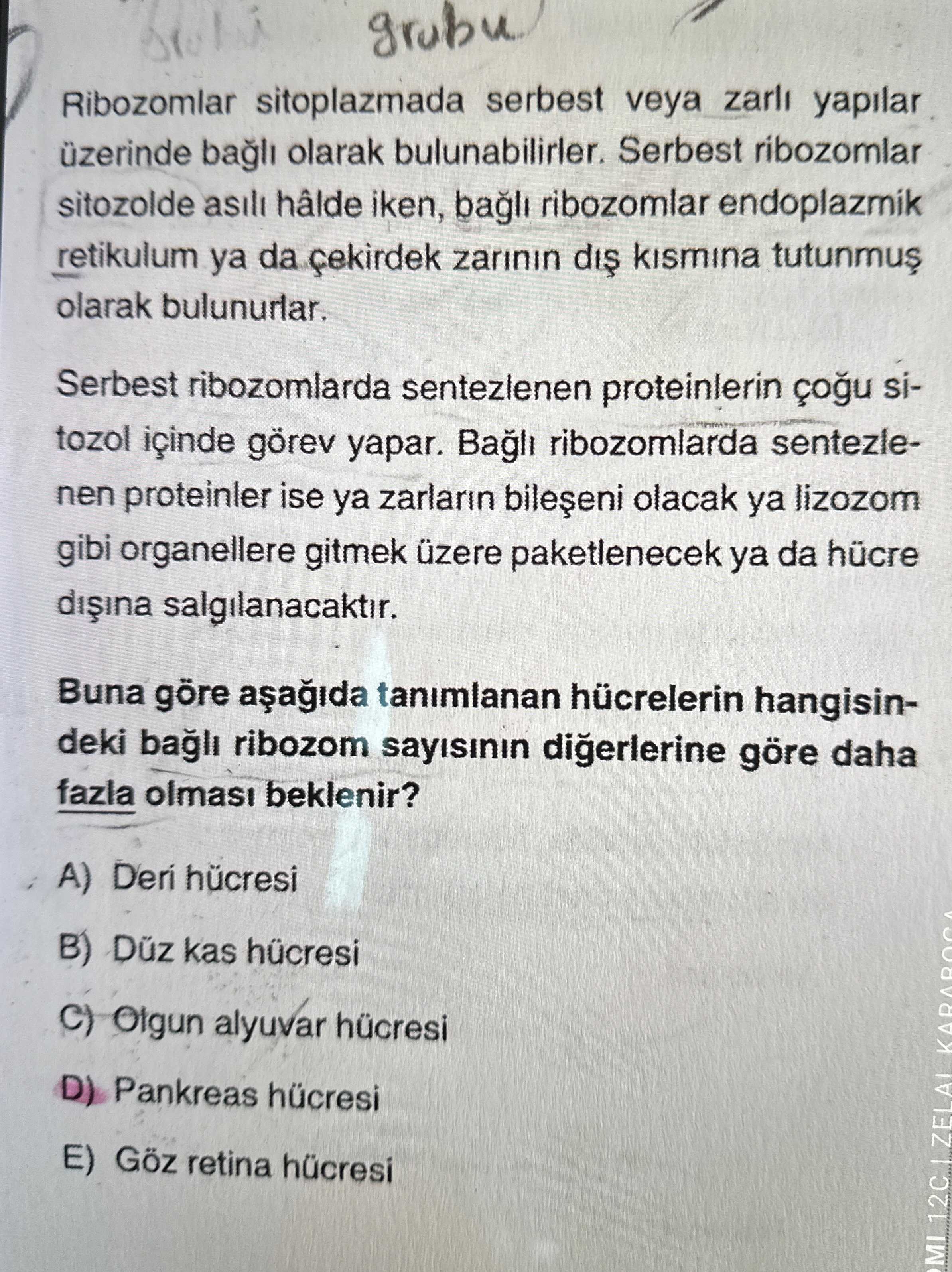 Ribozomlar sitoplazmada serbest veya zarlı yapılar üzerinde bağlı olarak bulunabilirler. Serbest