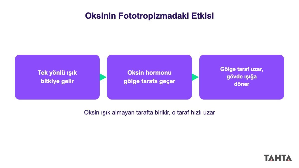 Oksin hormonunun fototropizmada gölge tarafı uzatarak bükülmeyi sağlaması
